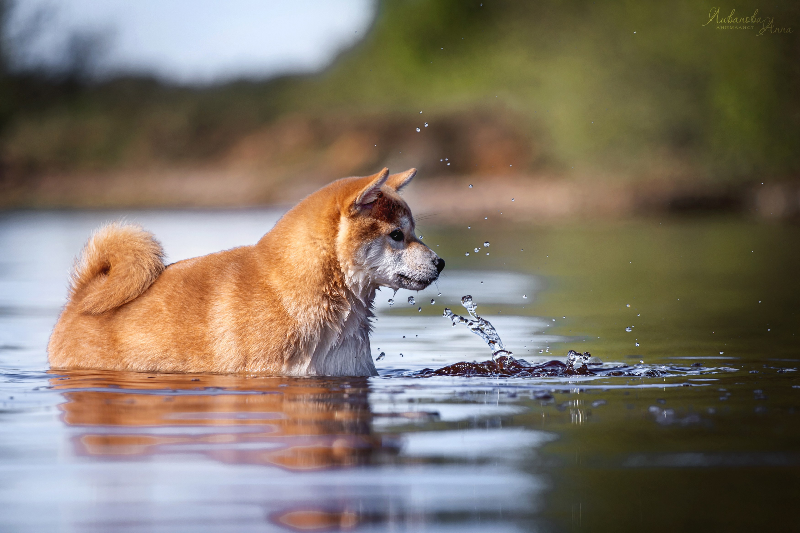 Сиба. Фотограф анималист Аня Ливанова | Рыбинск