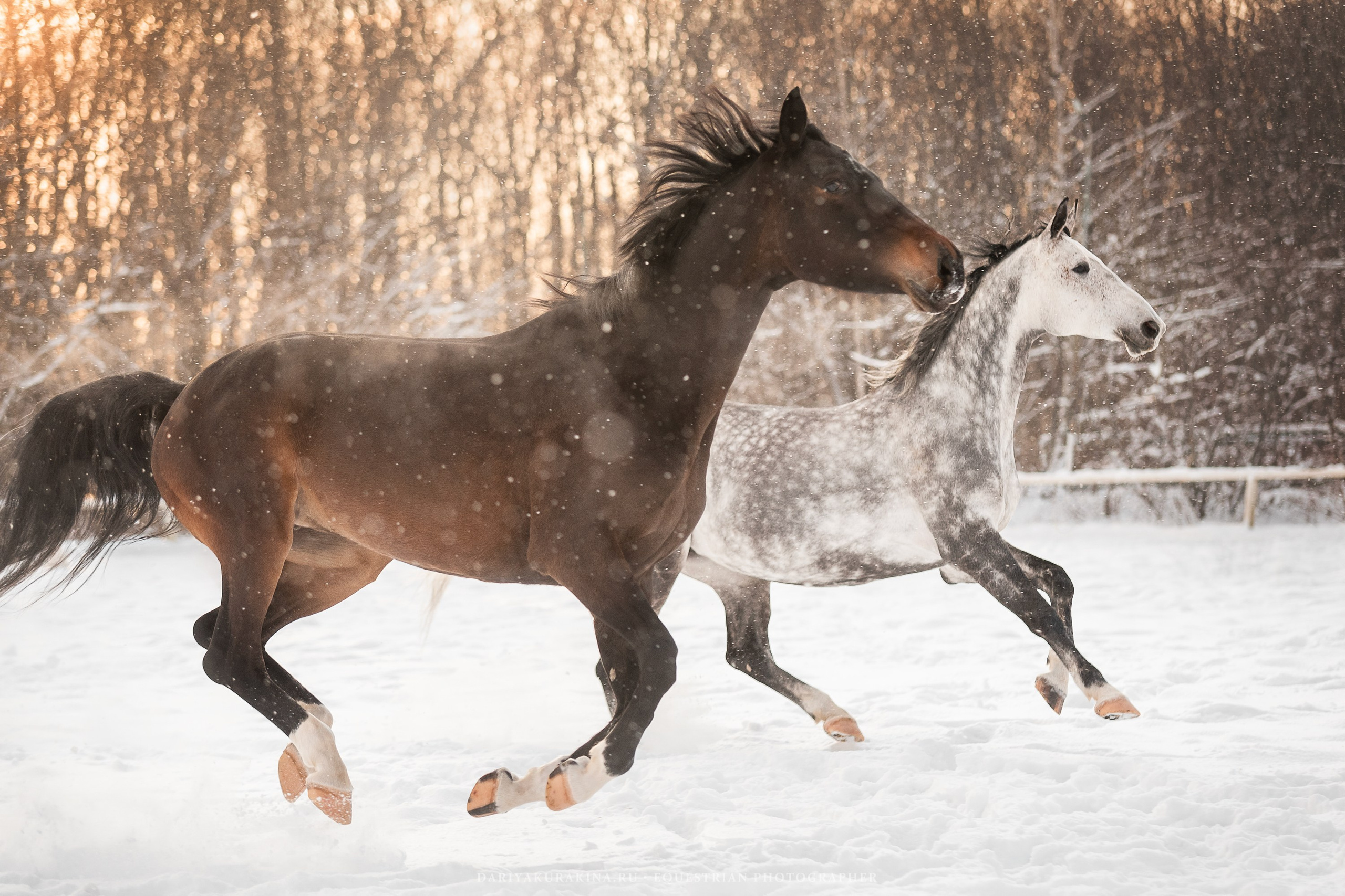Ловеласка и Клистал Лав, «ЮНА». Конный фотограф Куракина Дарья • Фотосессии с лошадьми