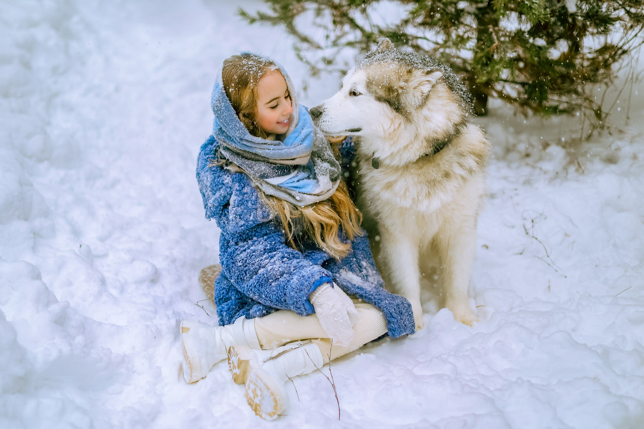 София и аляскинский маламут. Фото и видео Москва, Московский. Свадебный фотограф, видеограф, фотосессии, видеосъемка