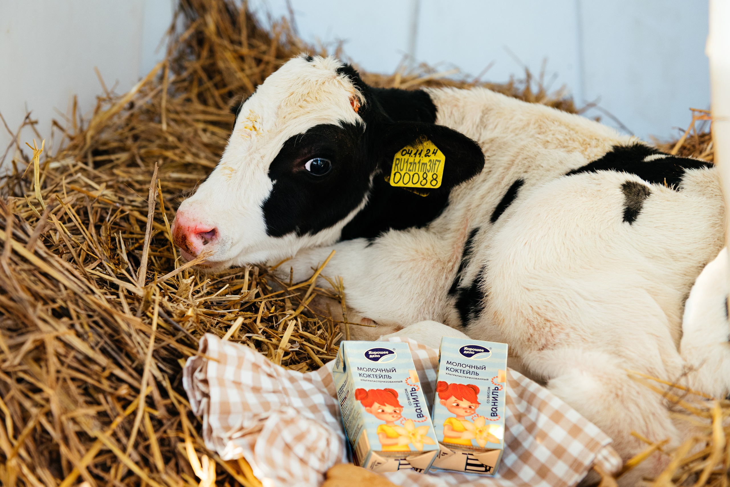 Хорошее дело I Дубенки. Фотограф в Республике Мордовия София Сержантова