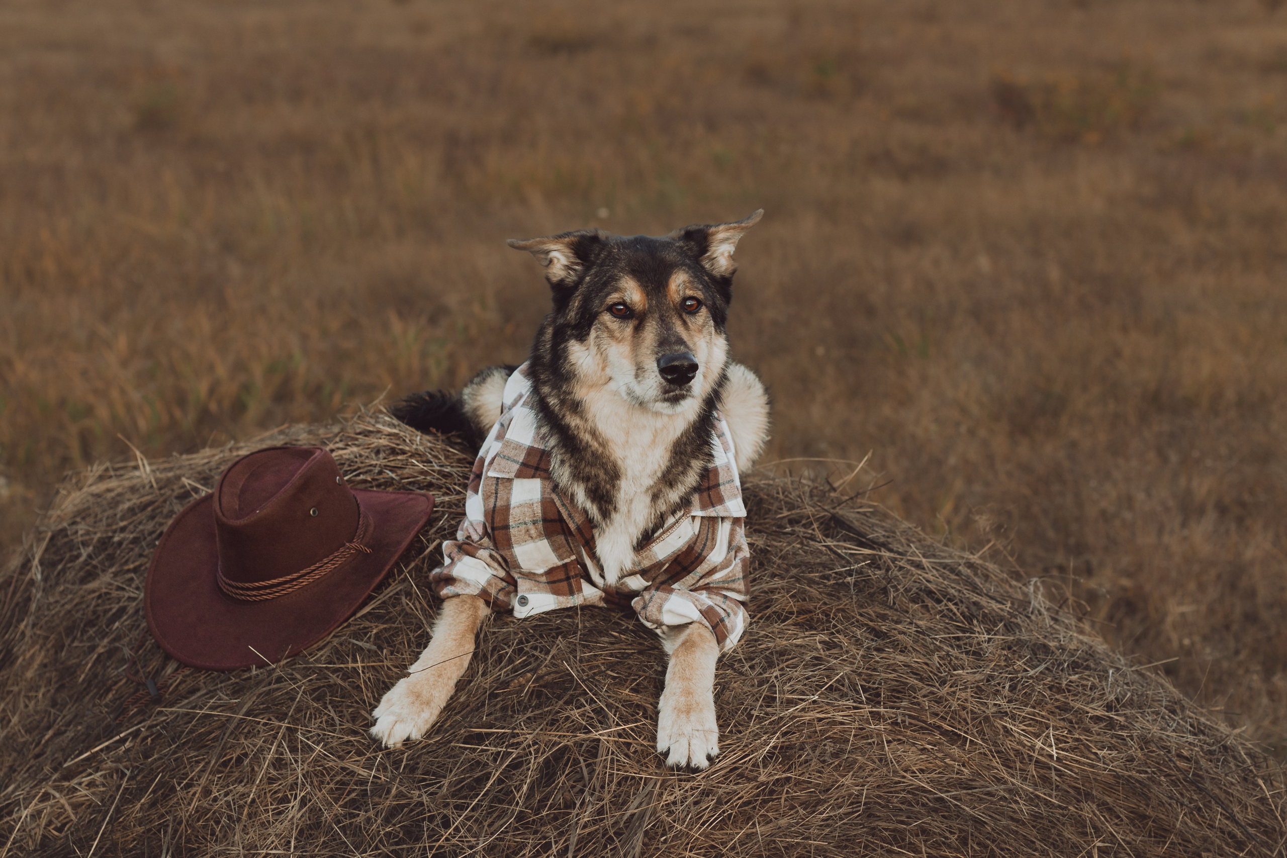 Кантри Дюк. Фотограф-анималист Татьяна Степанова