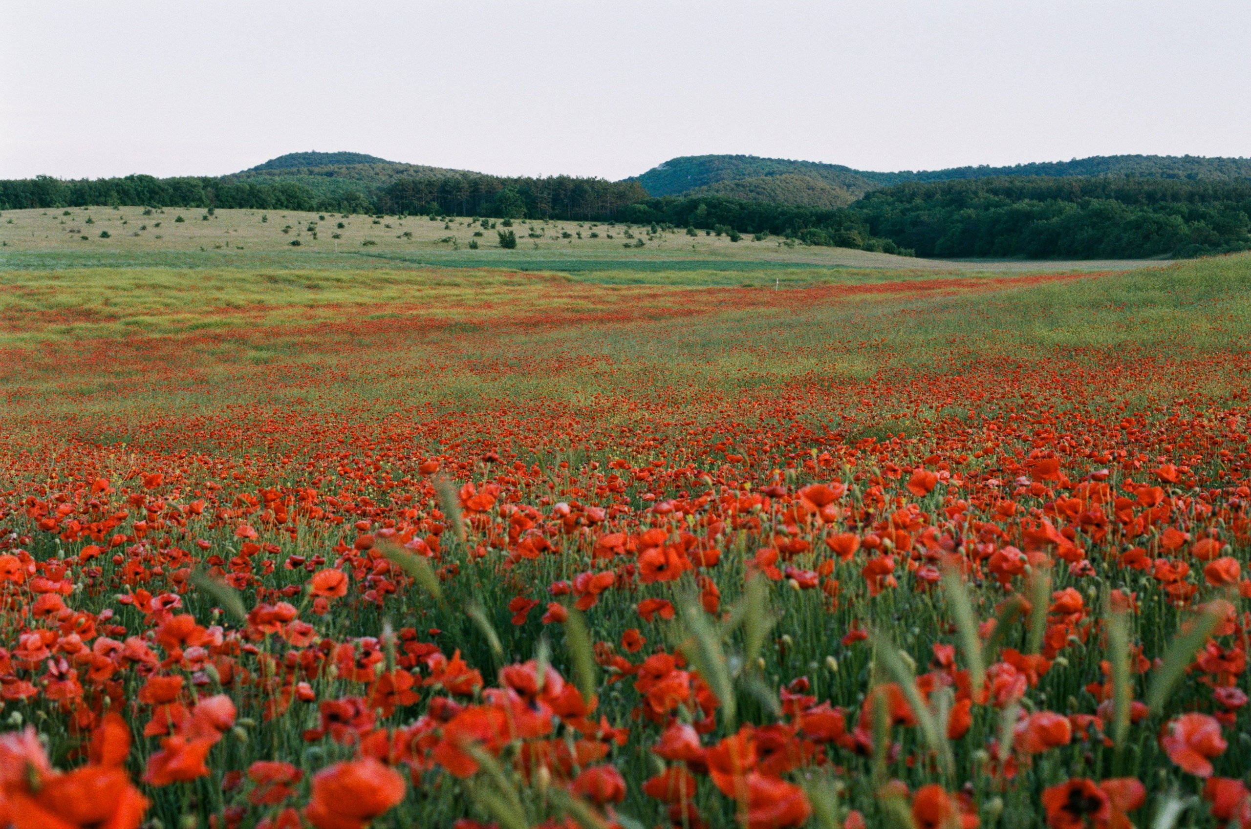The drugs don't work // ukraine, crimea V. EVER EXPOSED