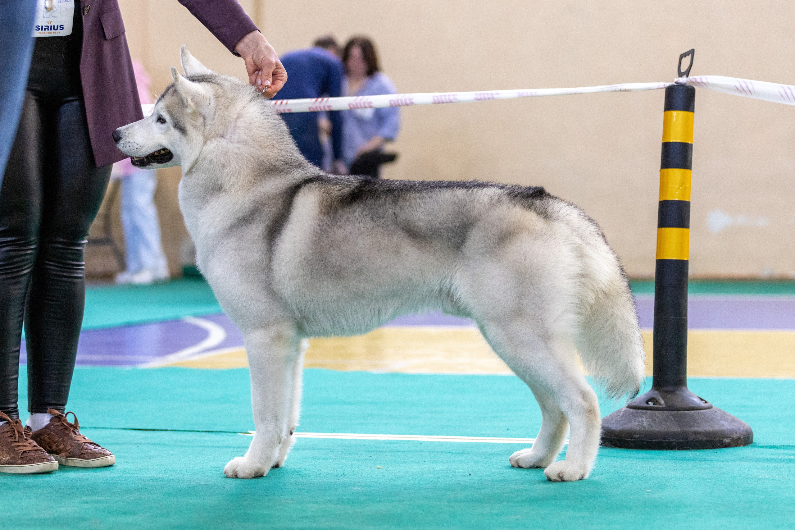Собаки. Фотограф Яна Матвеева в Ижевске