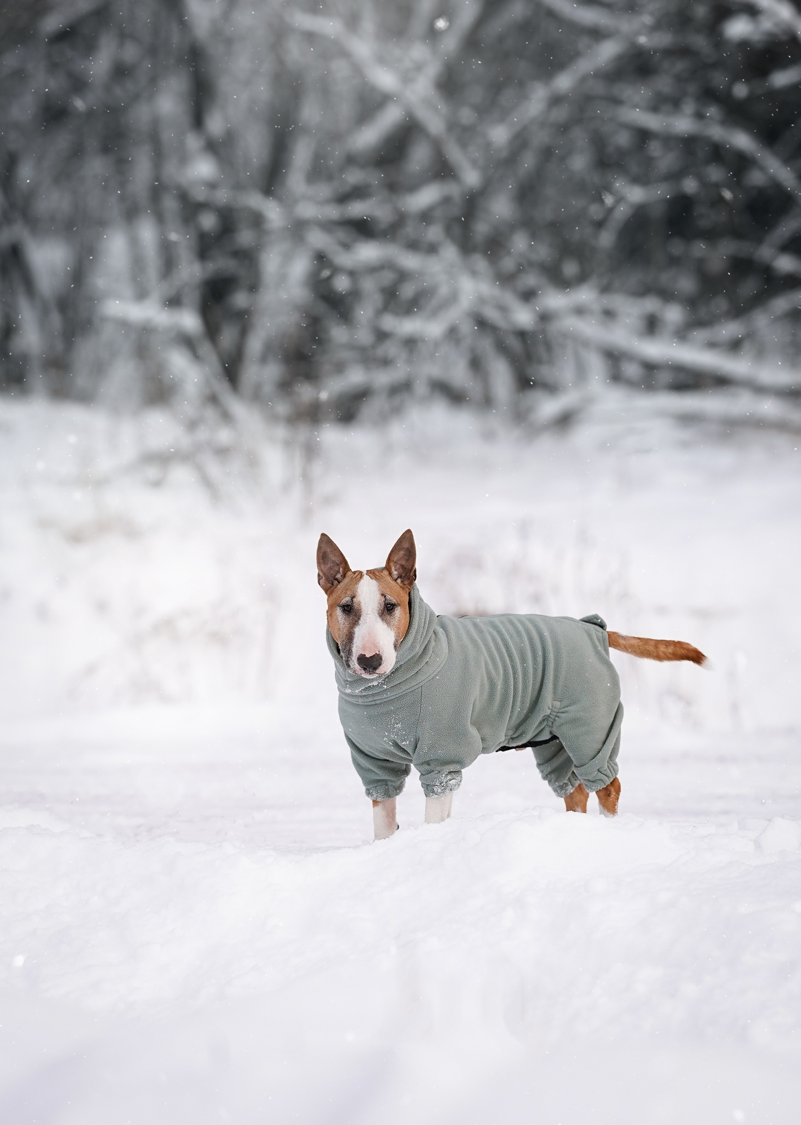 Панда и Юни Карелия. Фотограф-анималист в Санкт-Петербурге Яна Мартынова