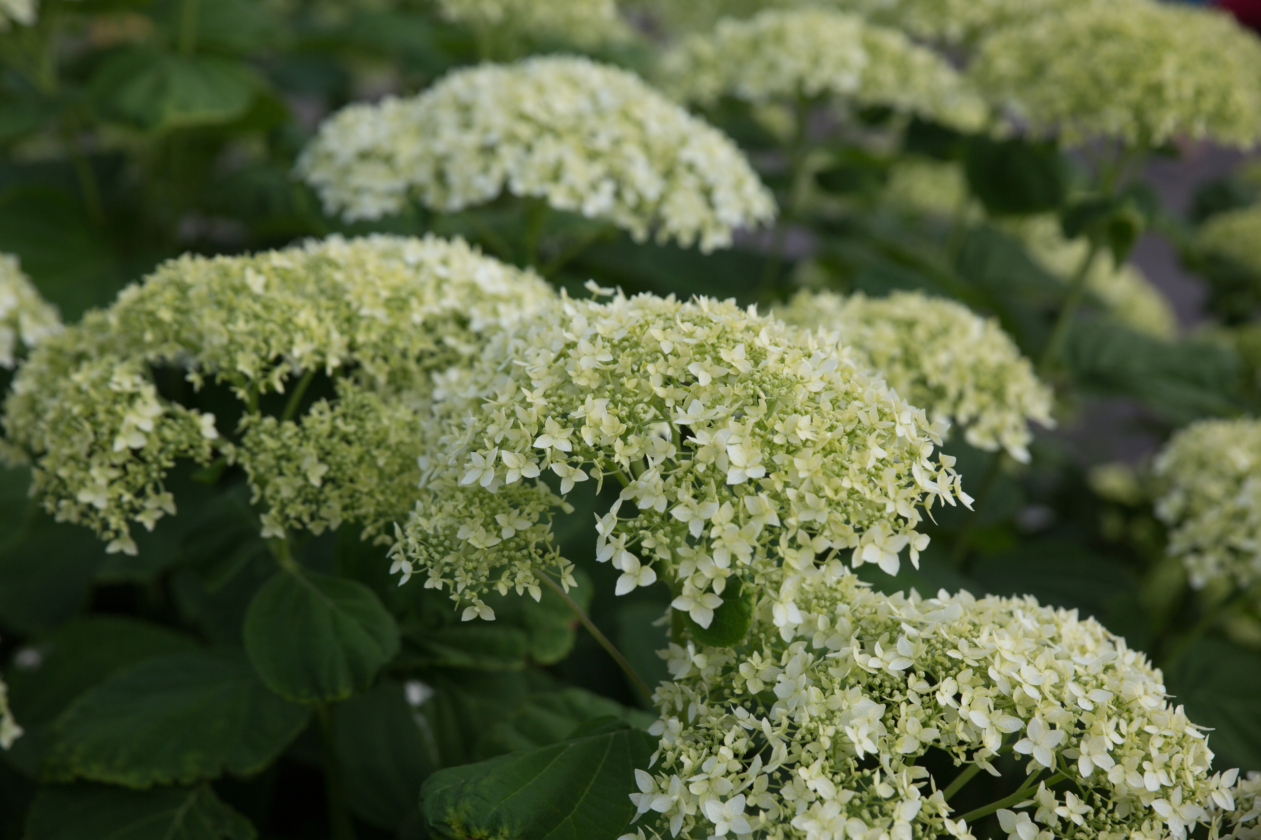 Г. Ярославль. Студия Максима Белослюдцева