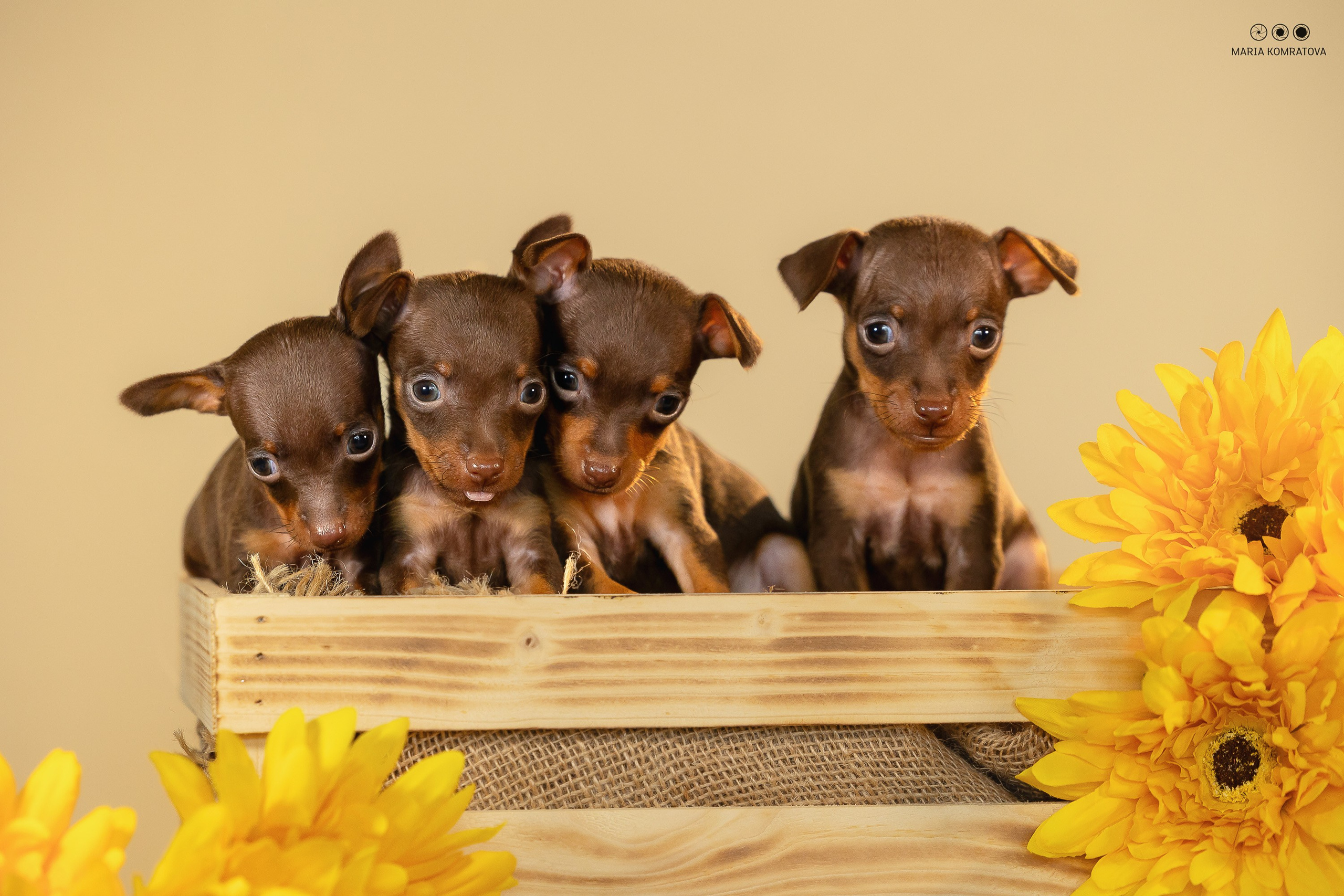 Пражские Крысарики. Фотограф анималист, семейный фотограф, фотограф собак Комратова Мария. г. Москва