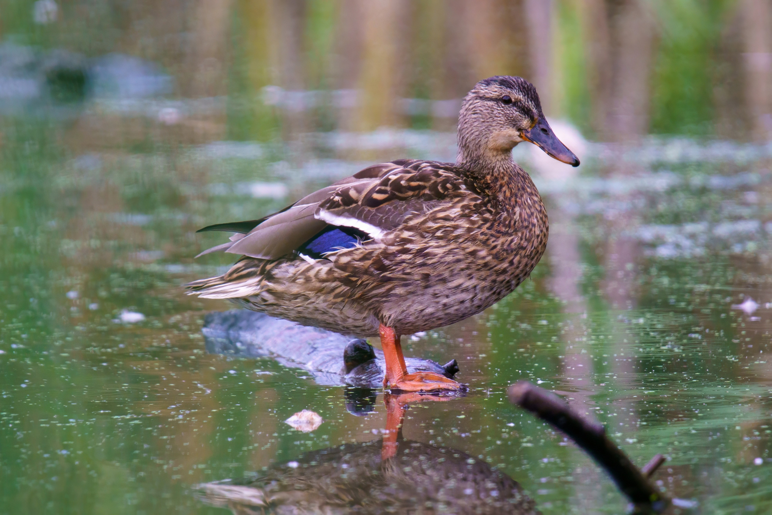 Animals — Животные