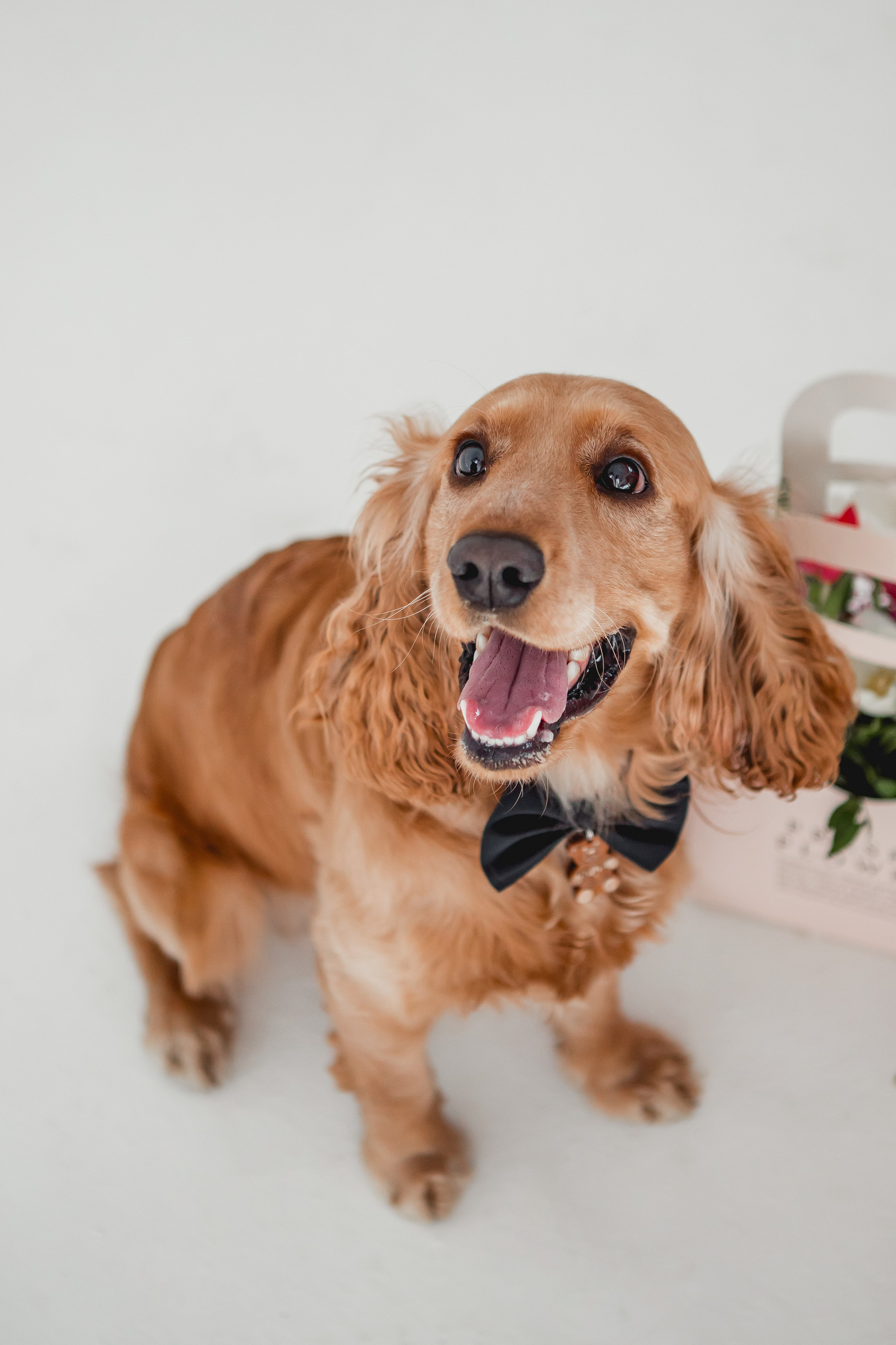 Лада и Барни. Семейный фотограф анималист Мария Крючкова