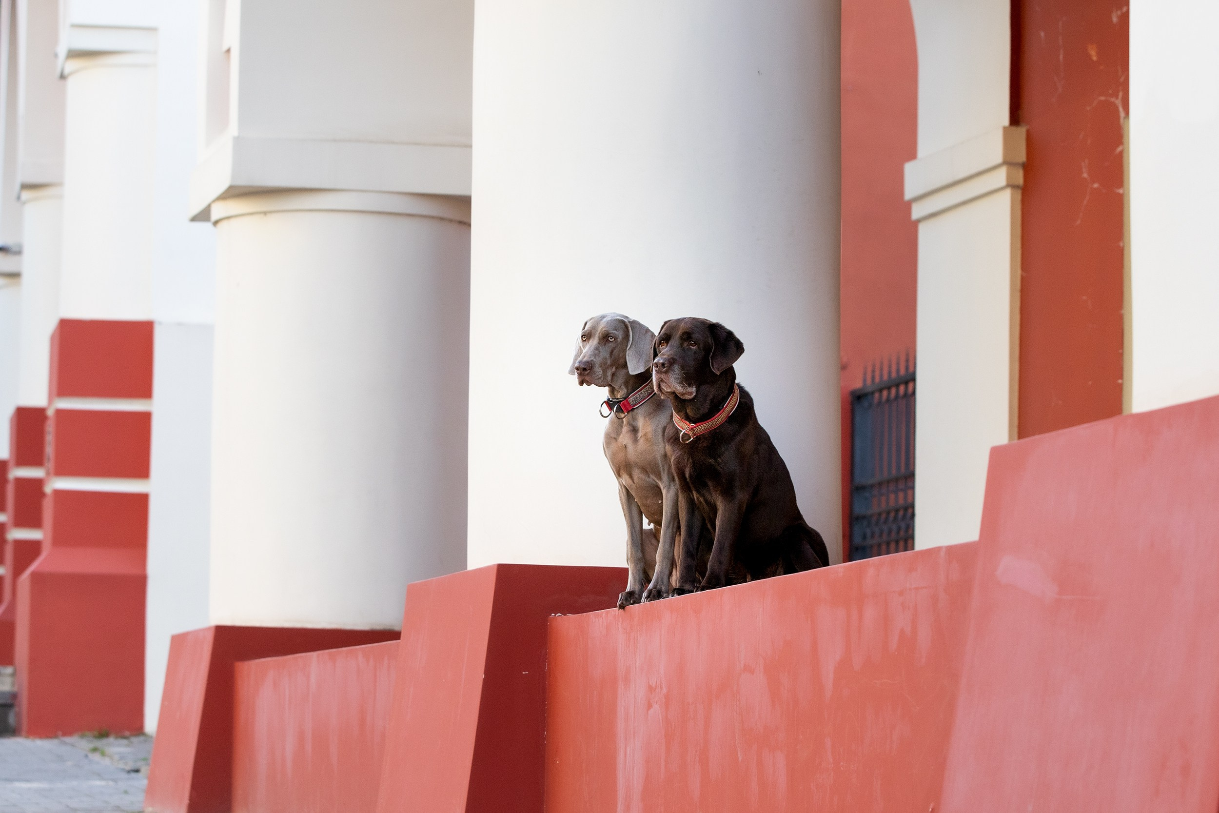 Оля, Джек и Айса. Фотограф-анималист в Калуге Мария Шерскова