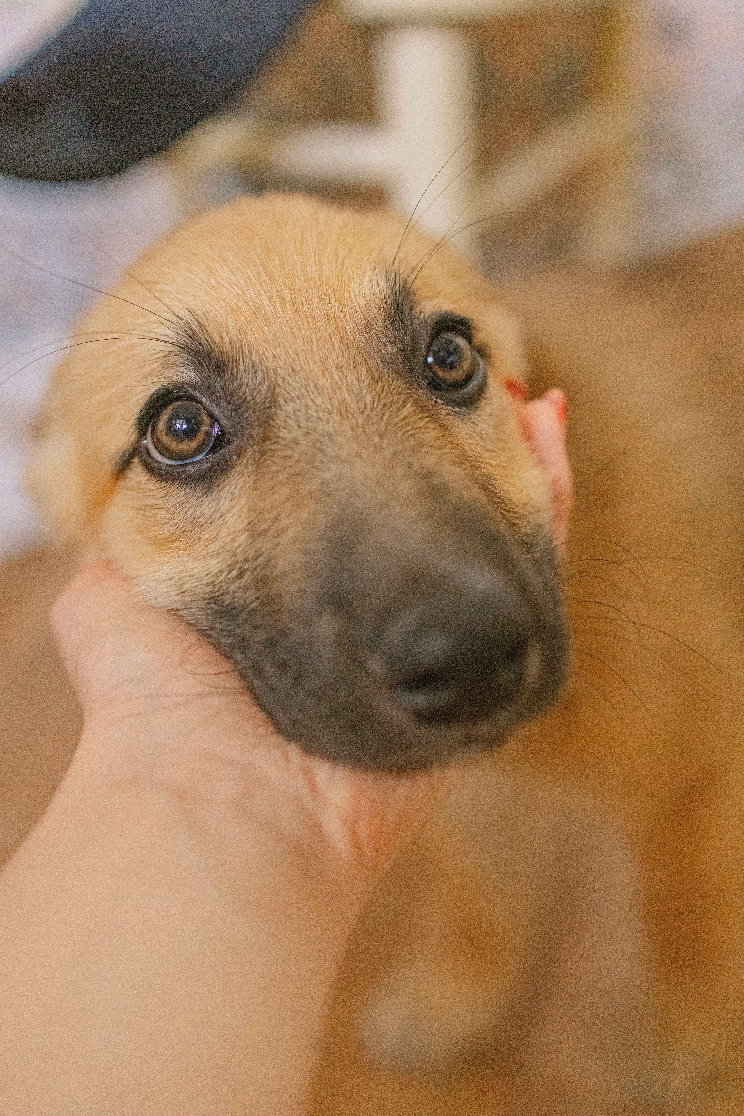 Щеночки на кухне. Фотограф-анималист в Москве Лера Черноног