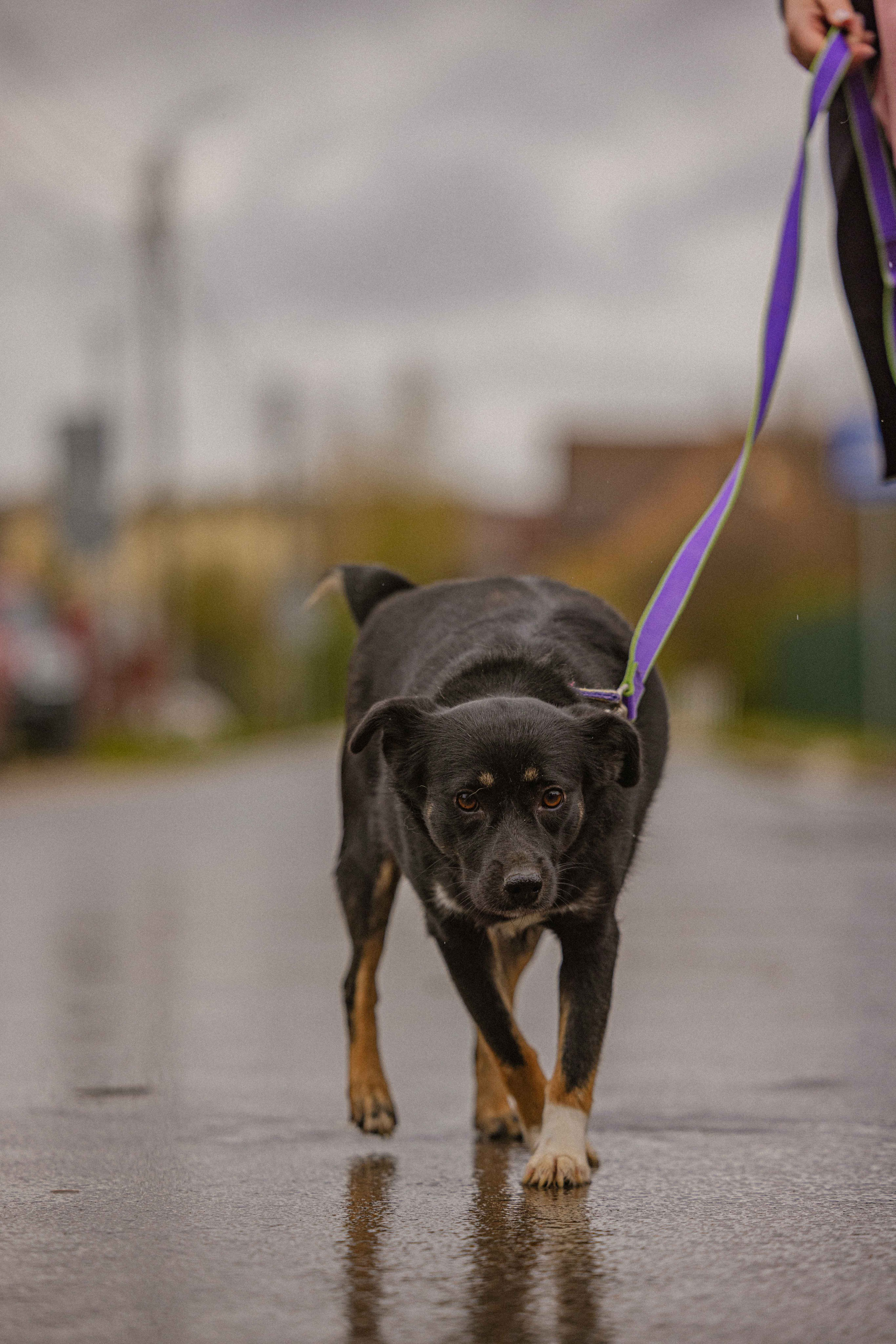Передержка. Фотограф-анималист в Москве Лера Черноног