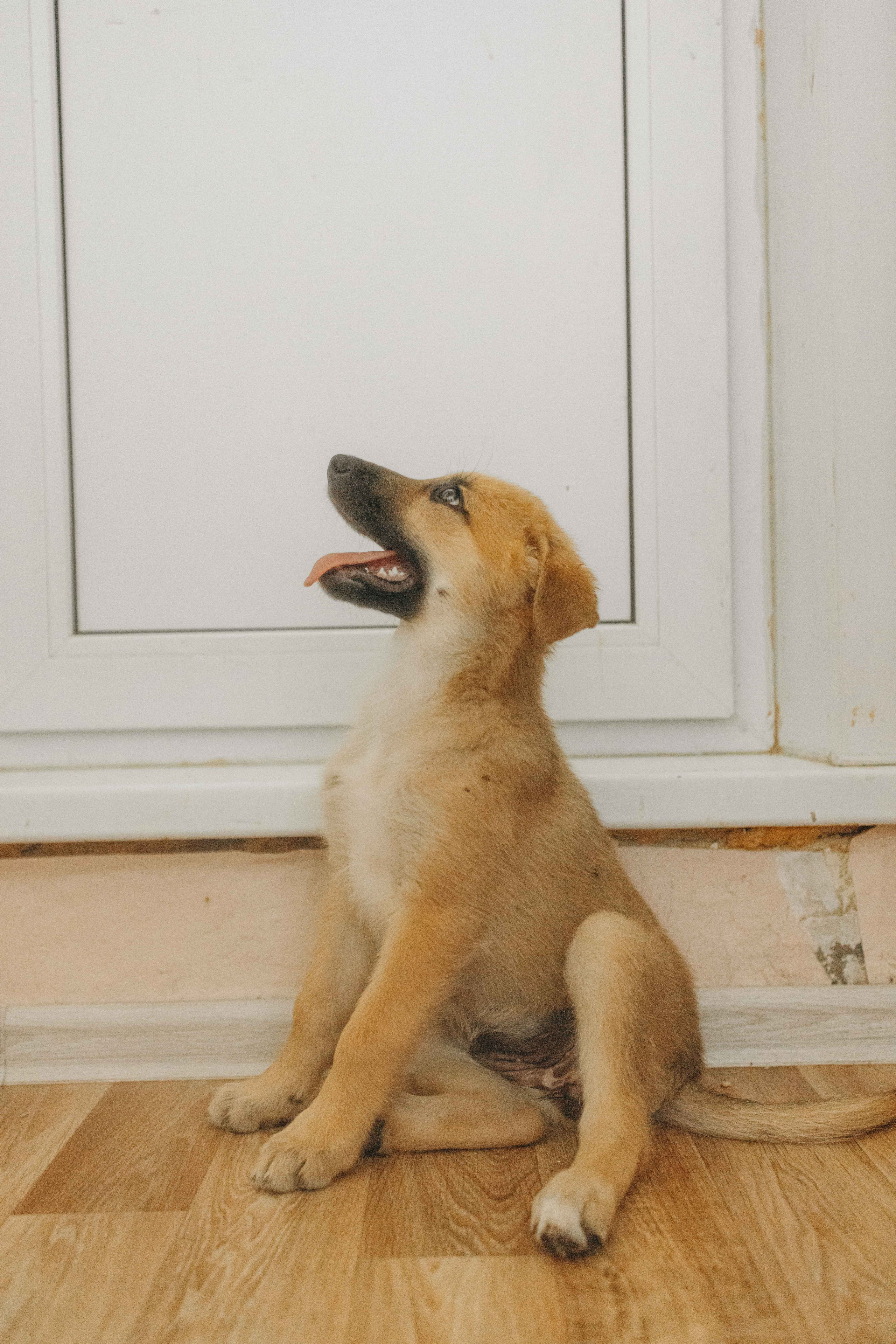 Щеночки на кухне. Фотограф-анималист в Москве Лера Черноног