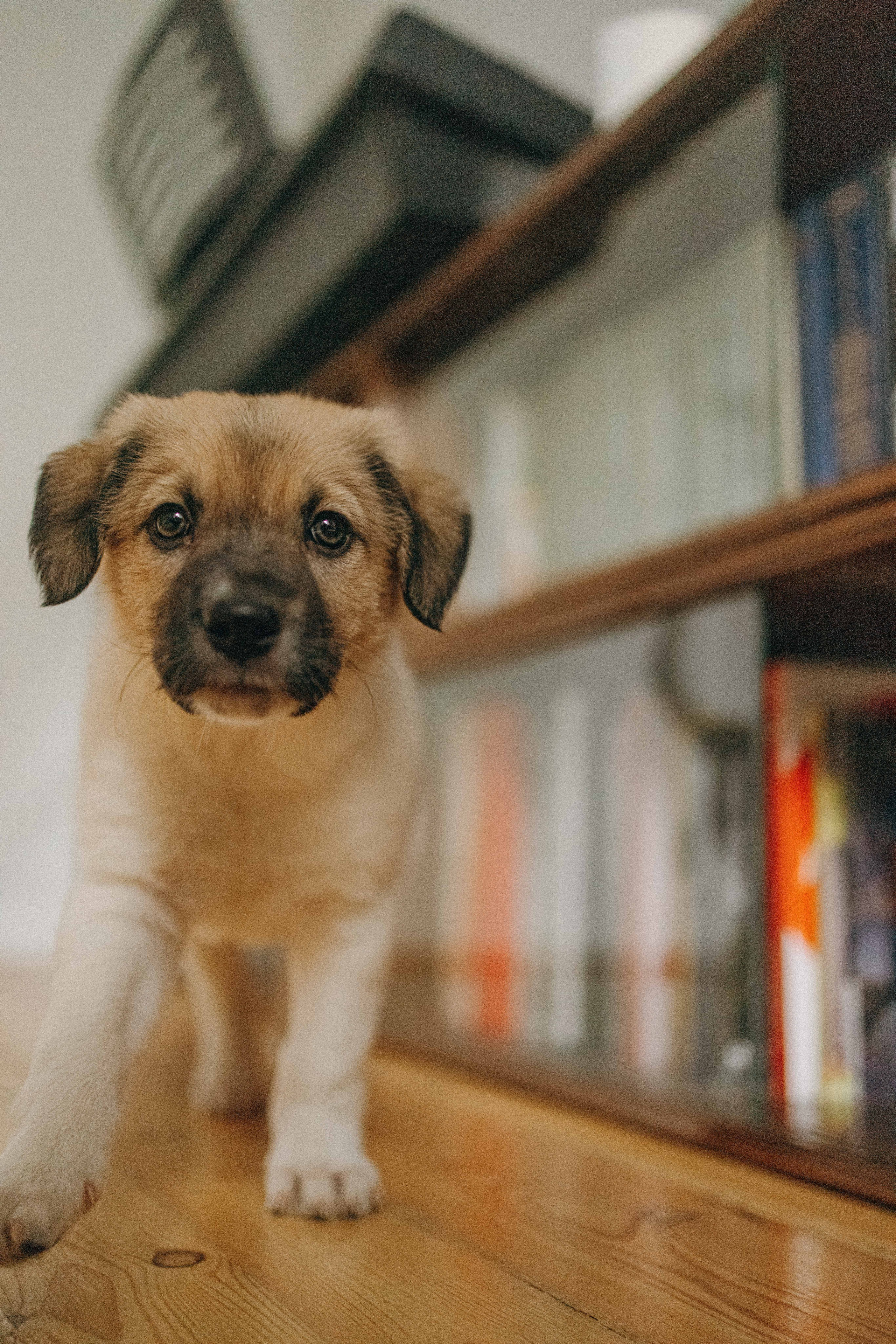 Щеночки. Фотограф-анималист в Москве Лера Черноног