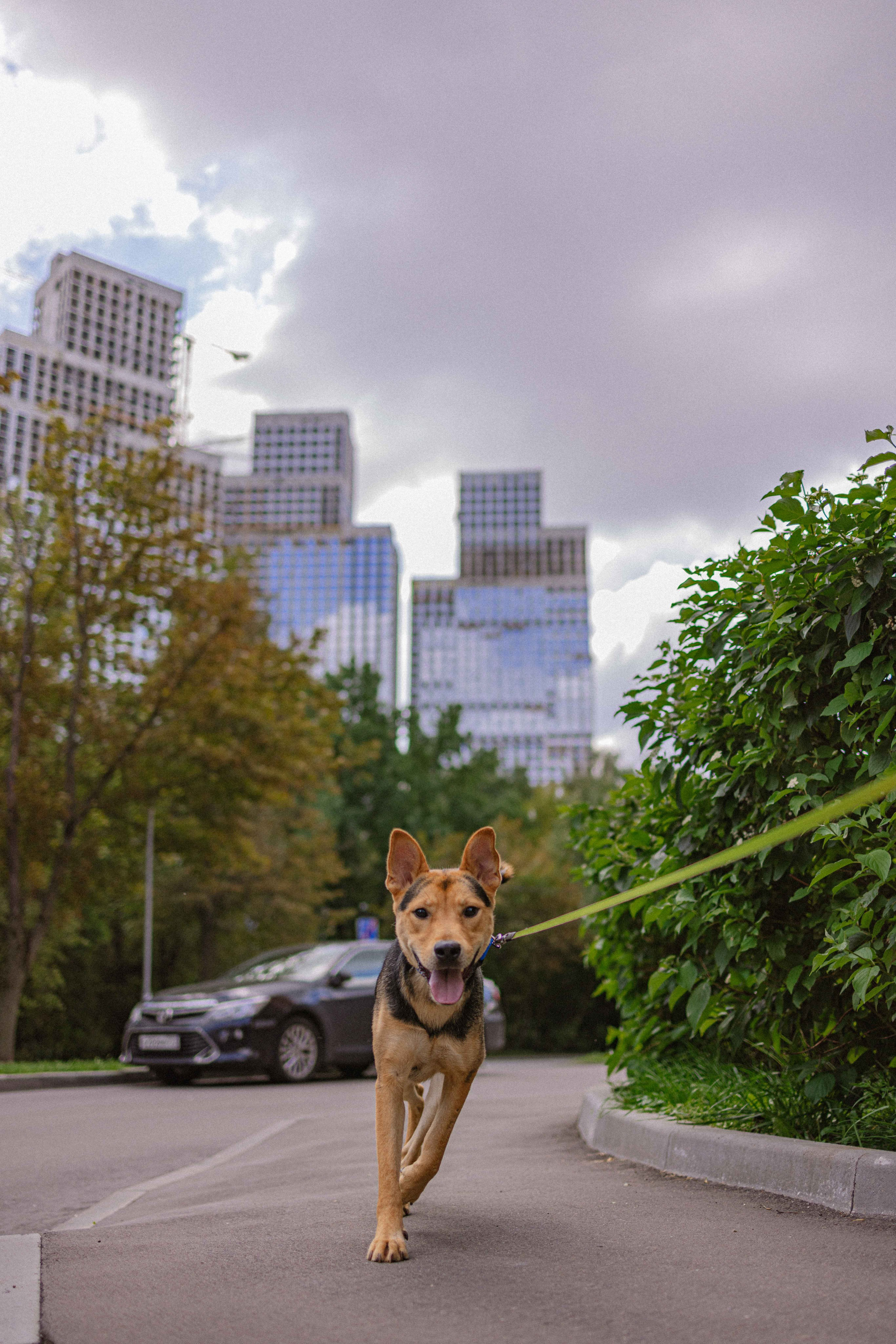 Джеки. Фотограф-анималист в Москве Лера Черноног