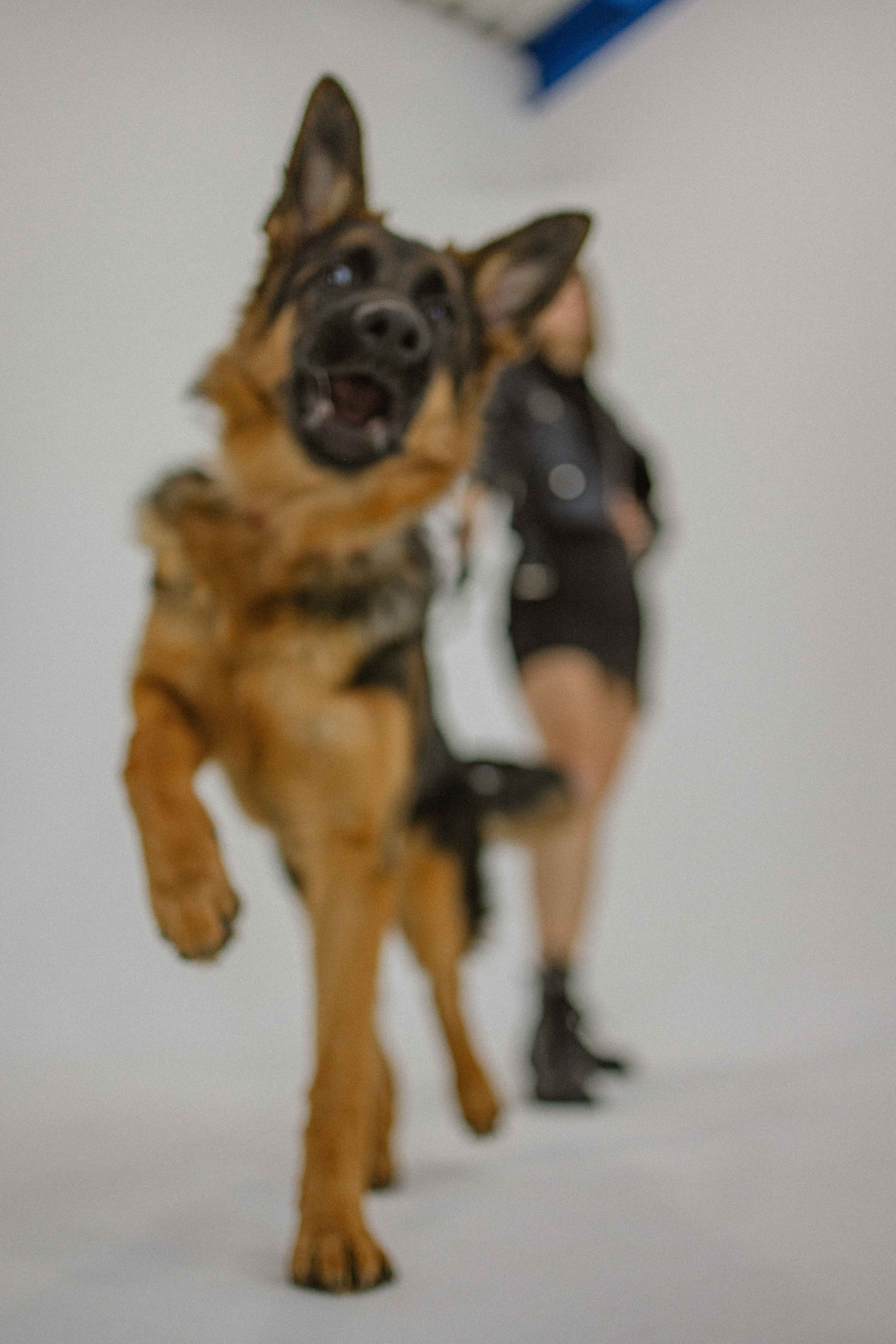 Ася и Буся. Фотограф-анималист в Москве Лера Черноног