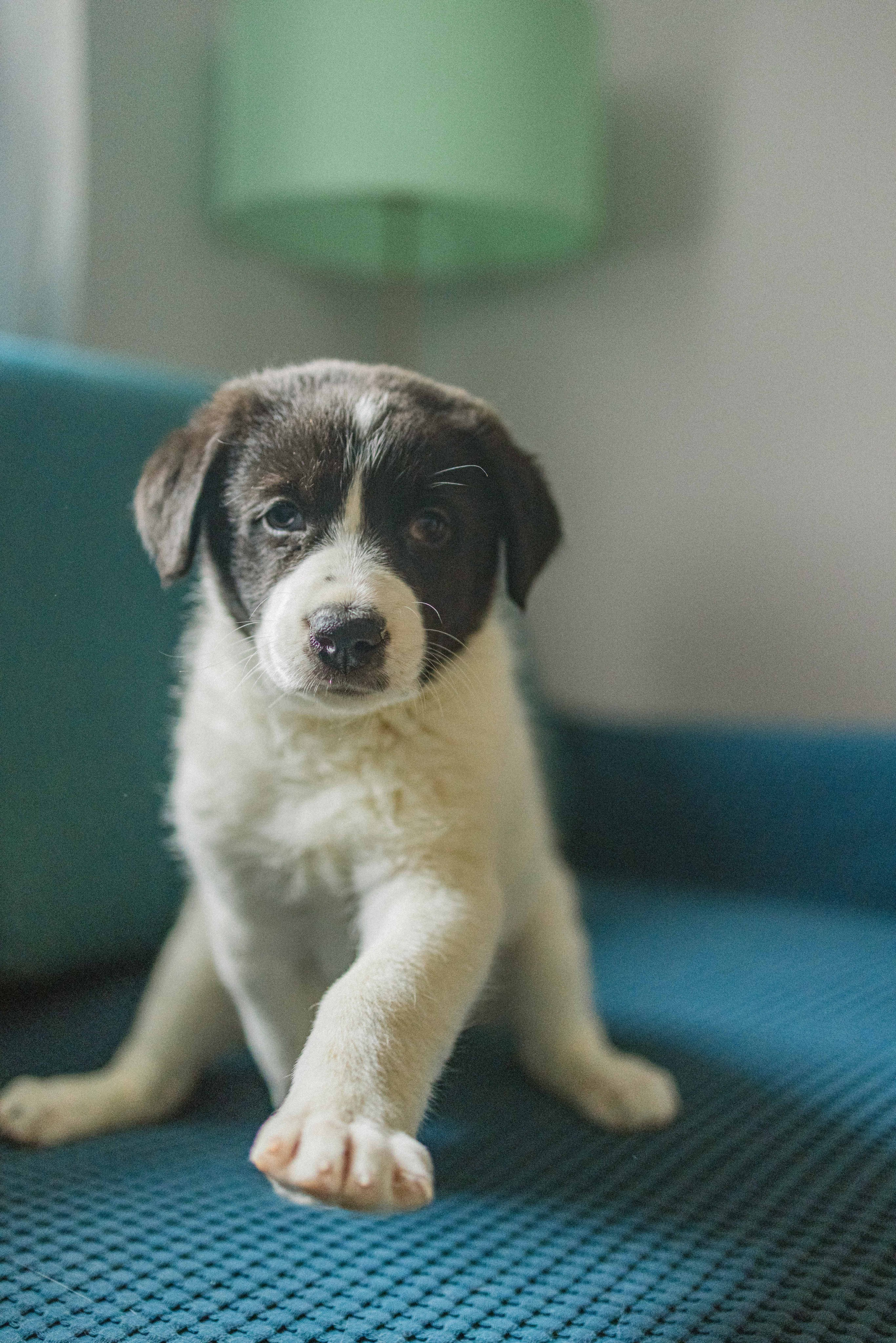 Щеночки. Фотограф-анималист в Москве Лера Черноног