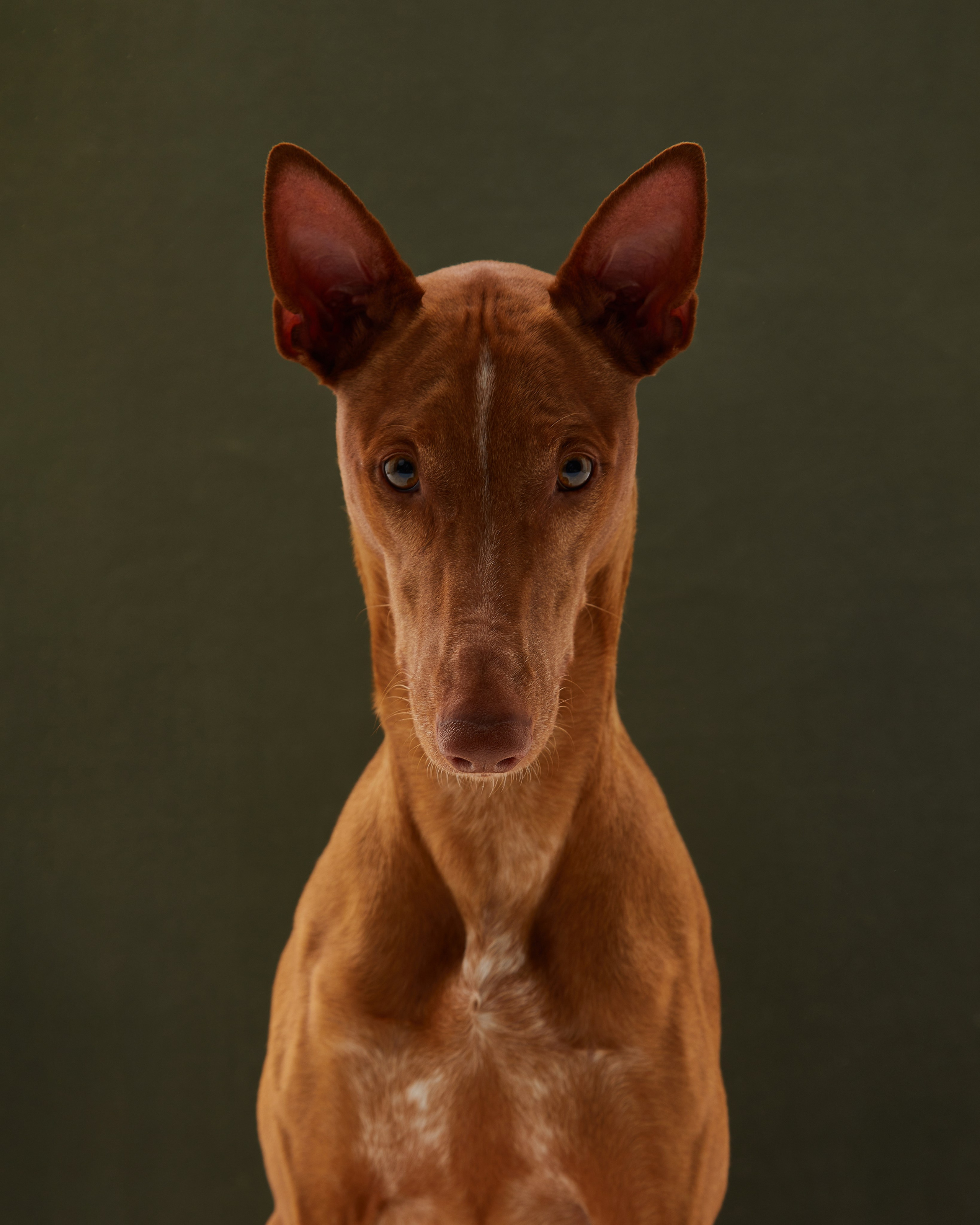 Pets Photography / Фотограф Собак