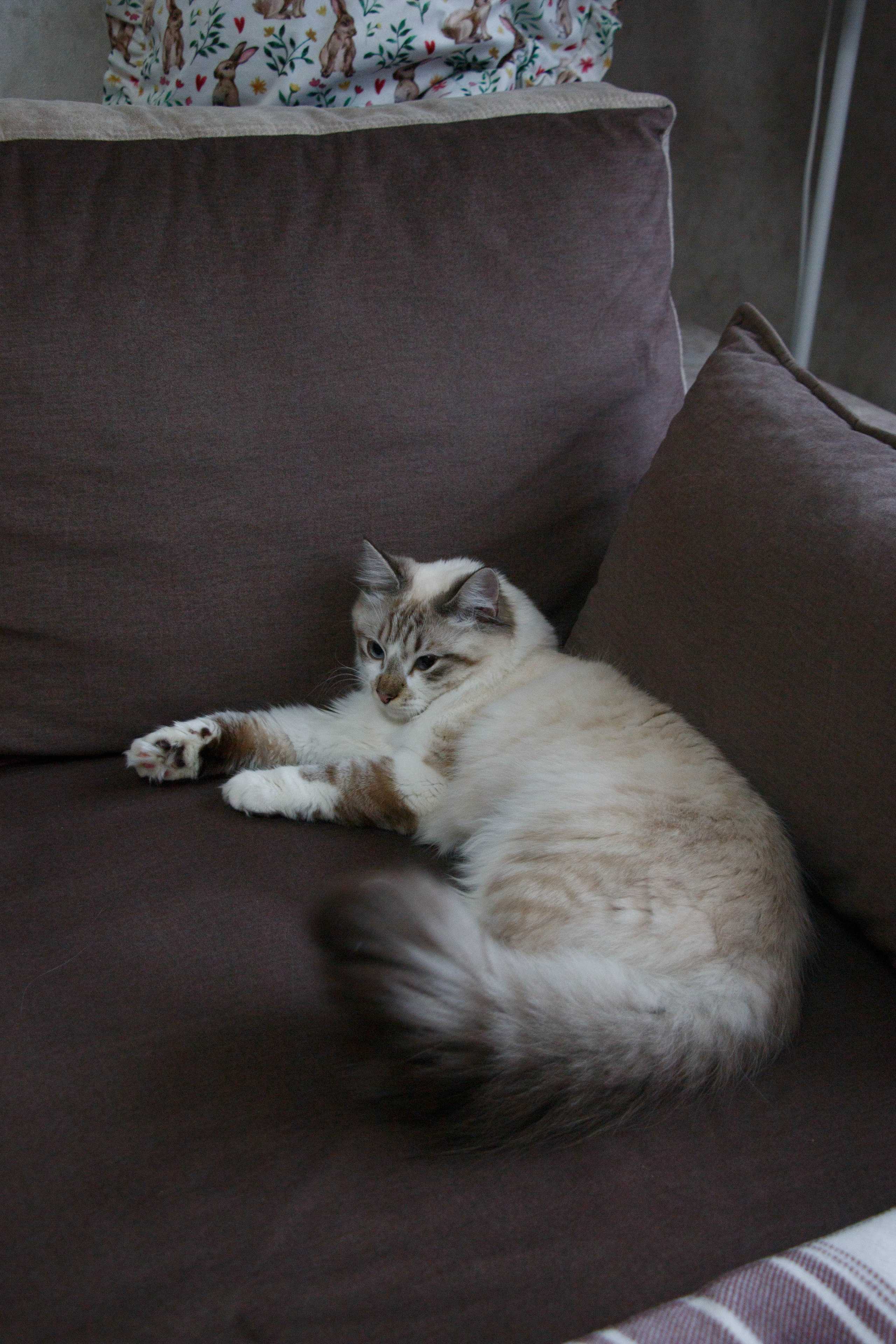 Kristina & Miya. Бережно сохраняю ваши чувства и истории на своих фотографиях