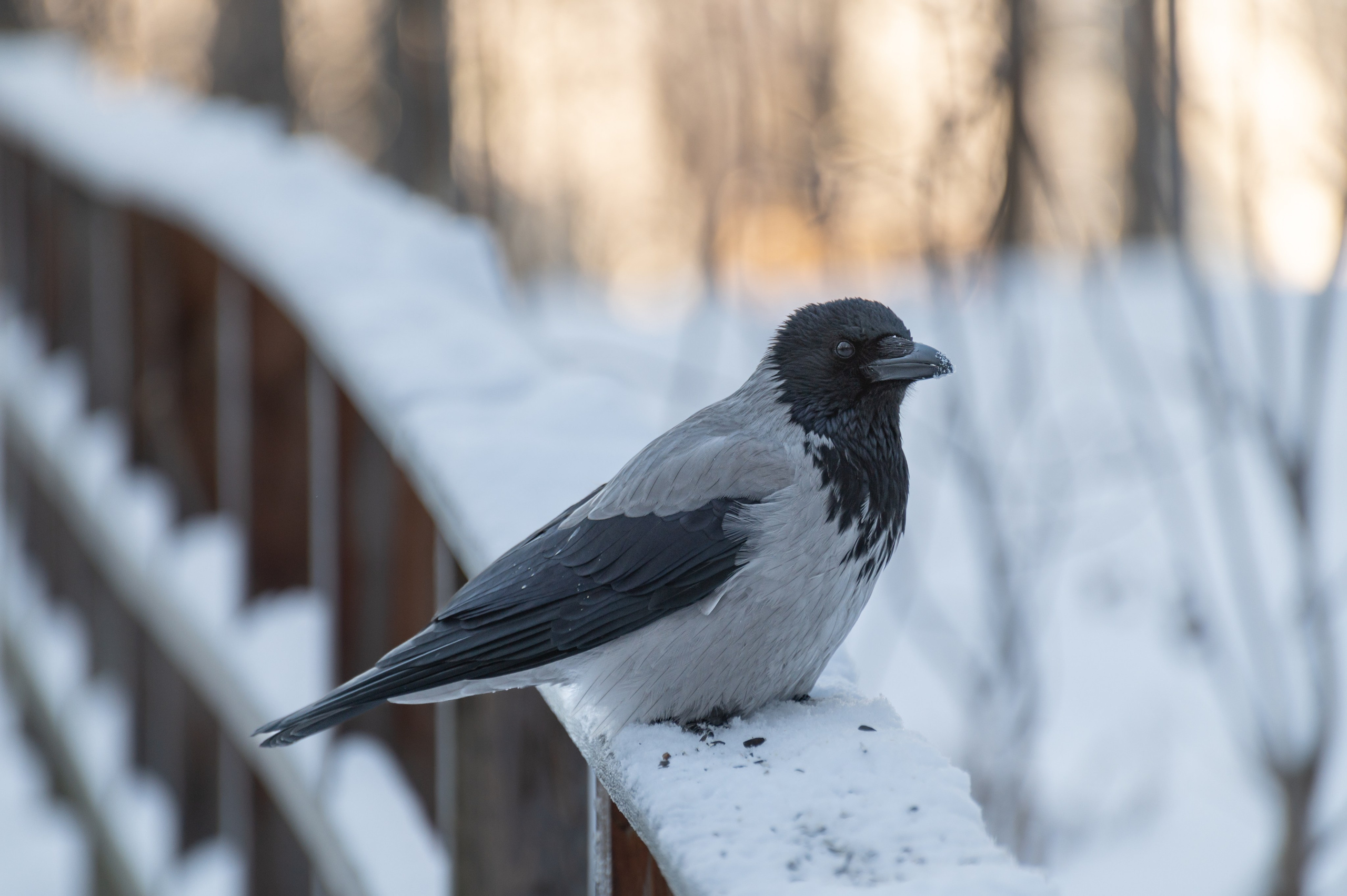 20240120 Воробьёвы горы. Дмитрий Ремизов. Фотография, как хобби