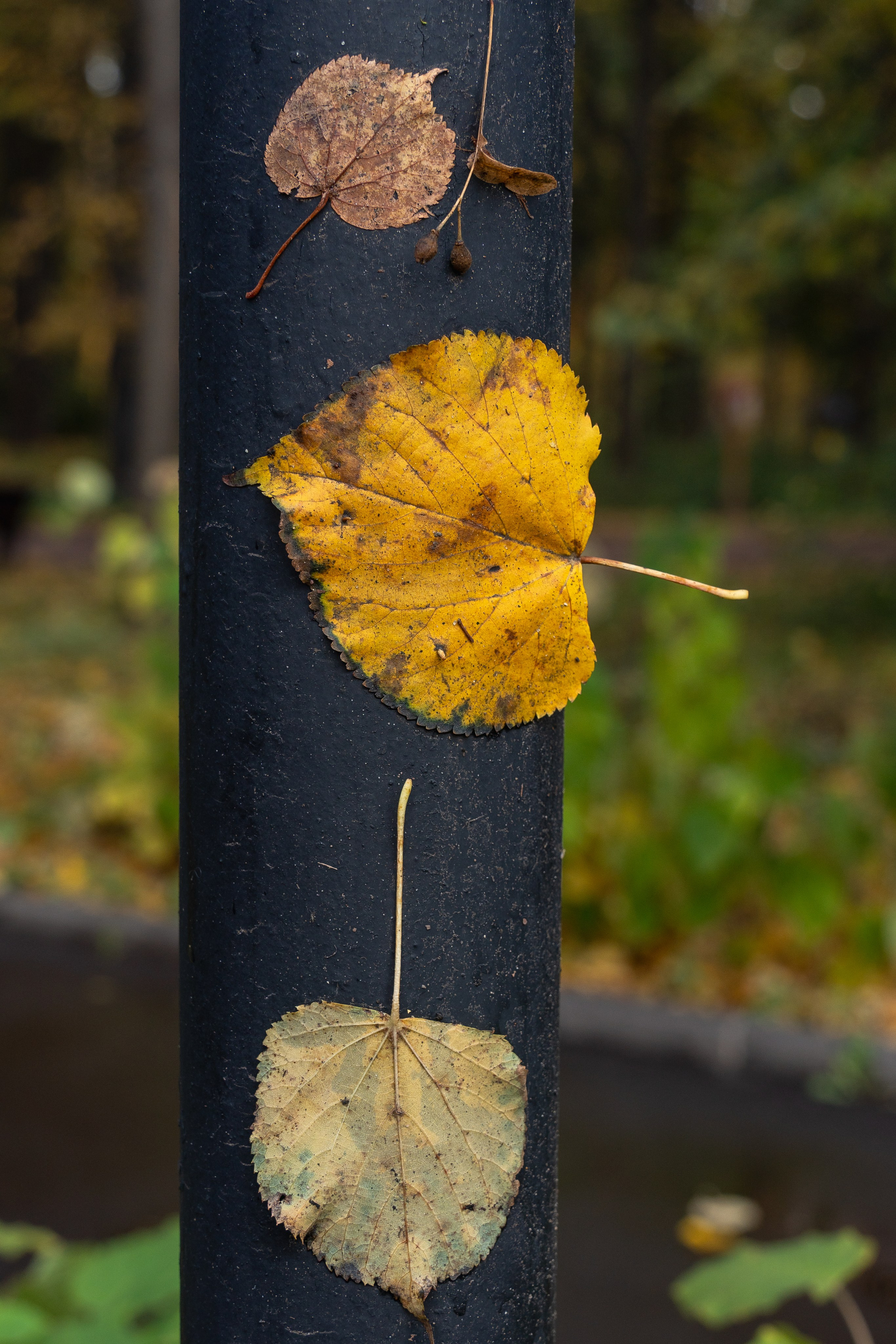 20251011 Нескучный сад. Дмитрий Ремизов. Фотография, как хобби