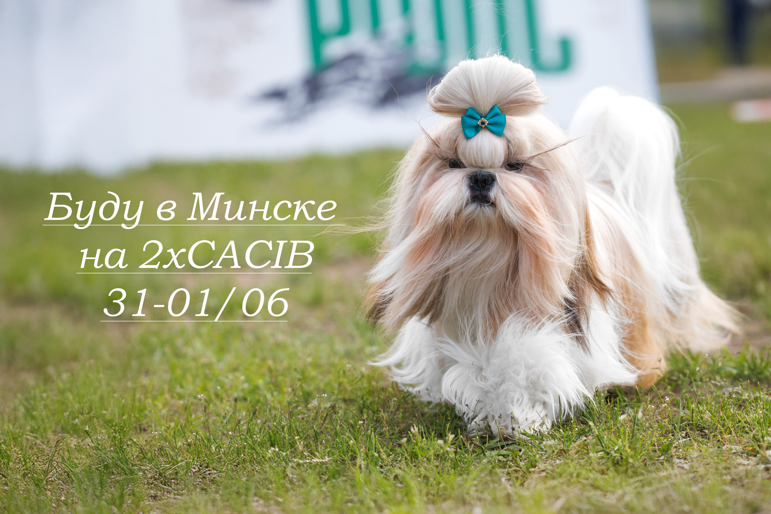 Суздаль(Владимир)17-18.05.2025. Фотограф-анималист Юлия Германика