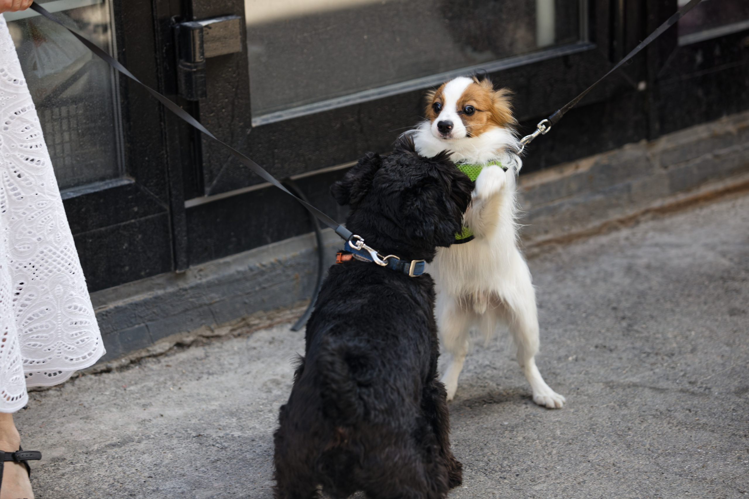 Вечеринка для собак Oh my dog 20.07.2025. Репортажный и спортивный фотограф в г. Пермь Зильберг Павел