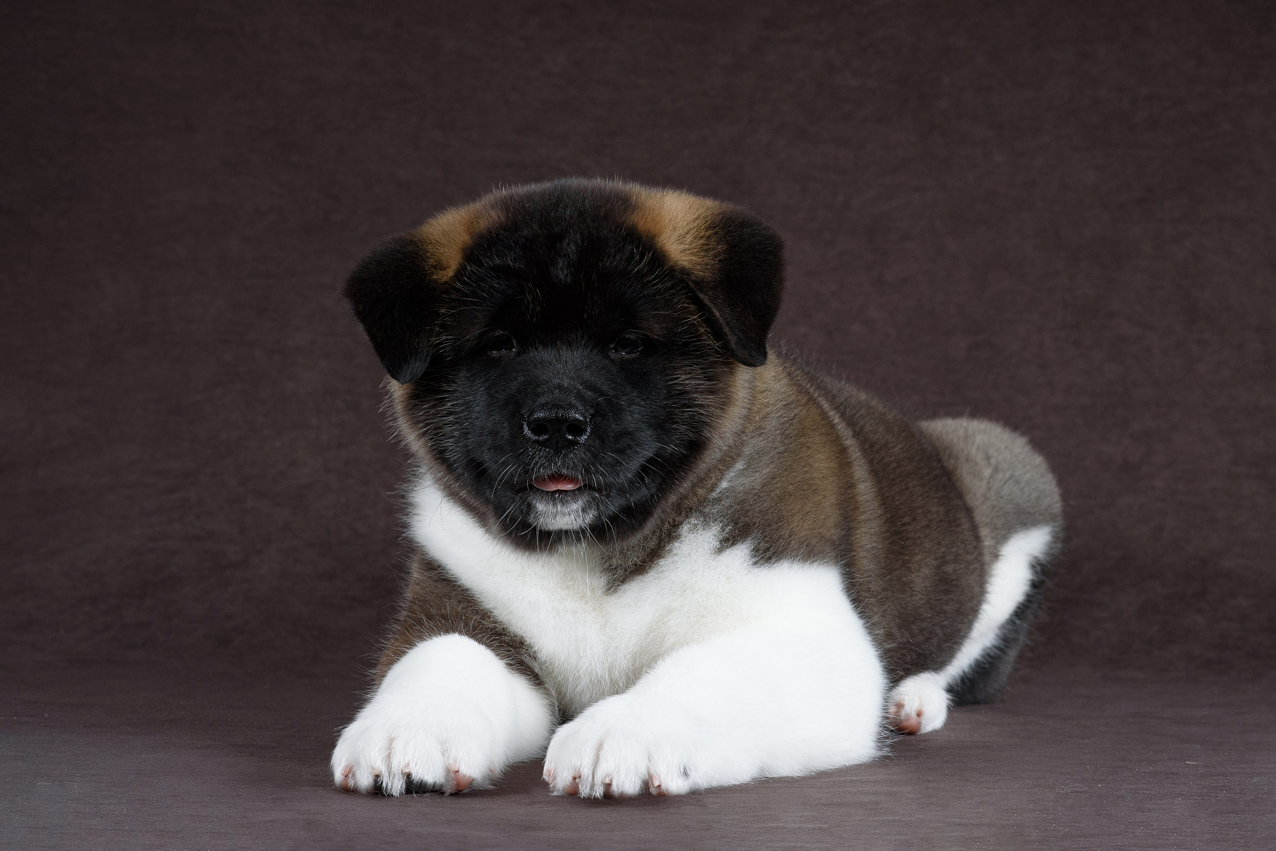 Щенки Американской Акиты (GRAND AMAK) Цезарь и Ника — 15.03.2024. Фотограф — Анималист | Анна Абрамова