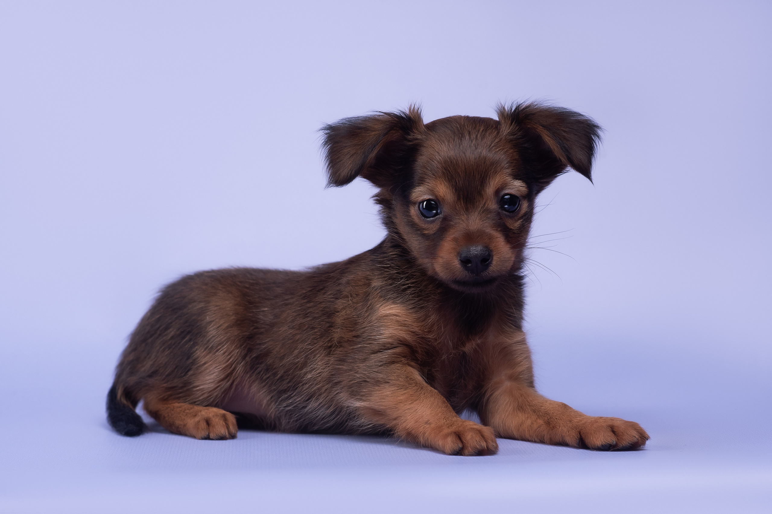 Пражские крысарики — 02.04.2025. Фотограф — Анималист | Анна Абрамова