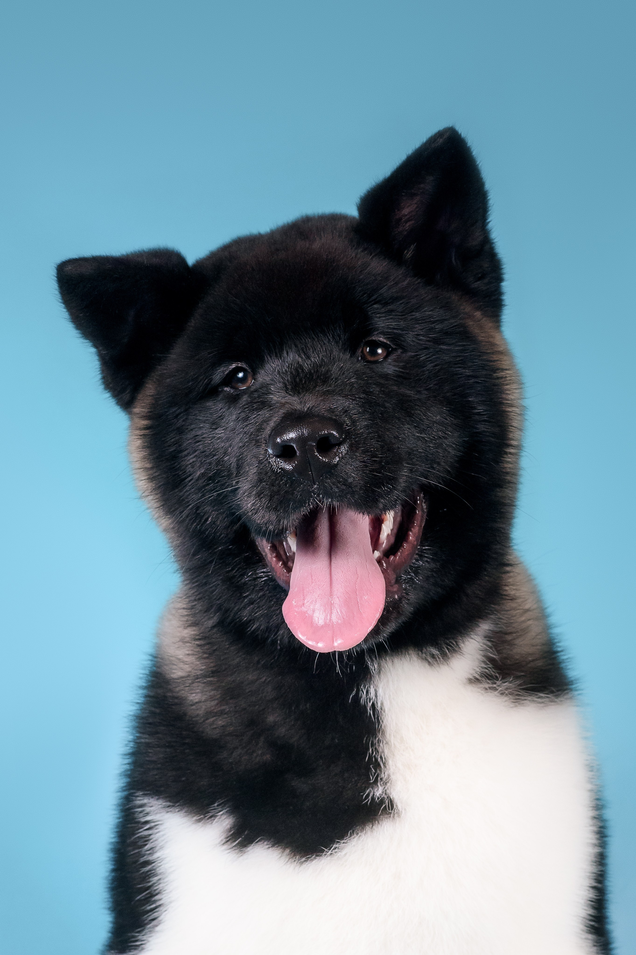 Илон и Оскар — 17.01.2025. Фотограф — Анималист | Анна Абрамова