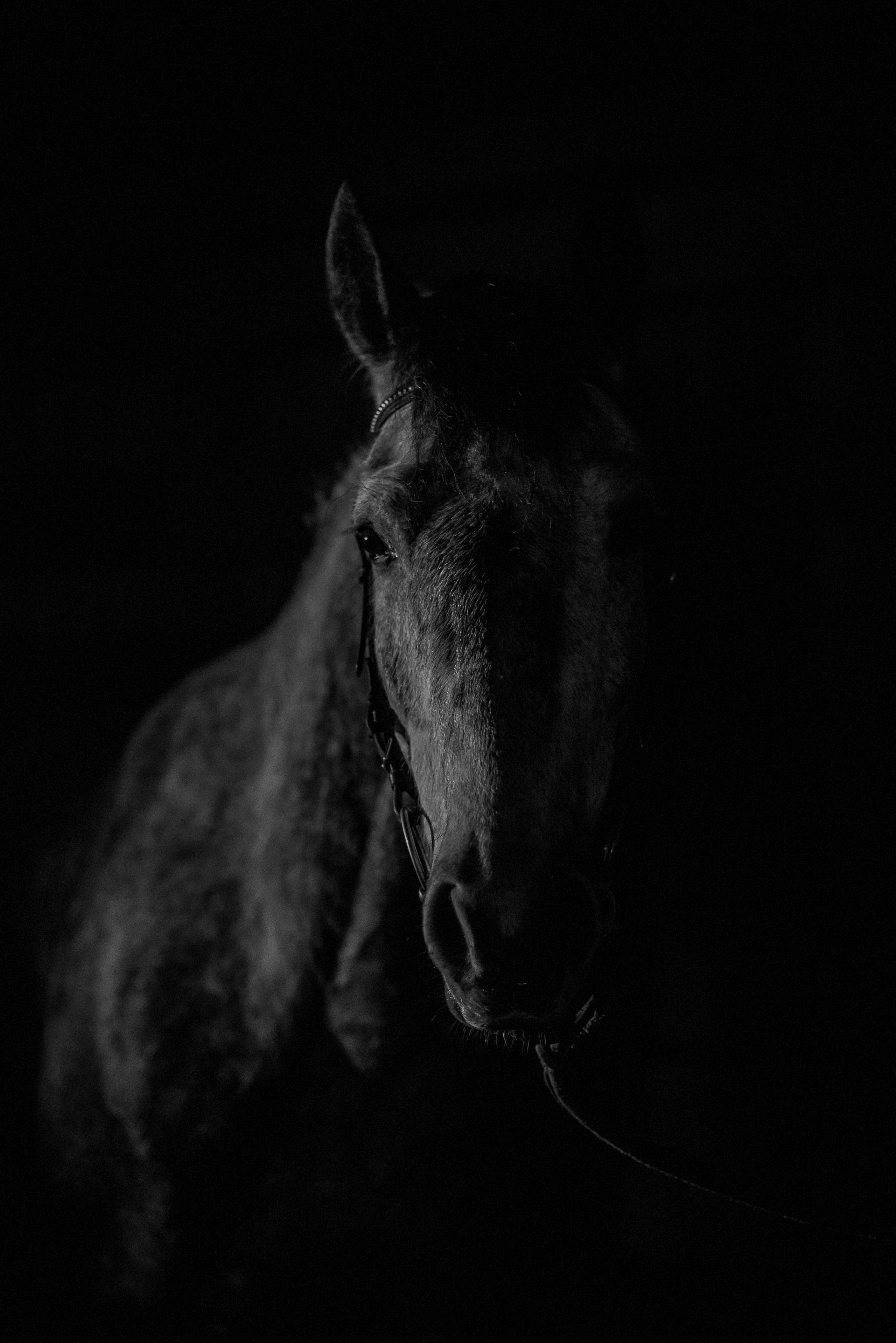 Дакар и Рамина ЧБ — 08.04.2023. Фотограф — Анималист | Анна Абрамова