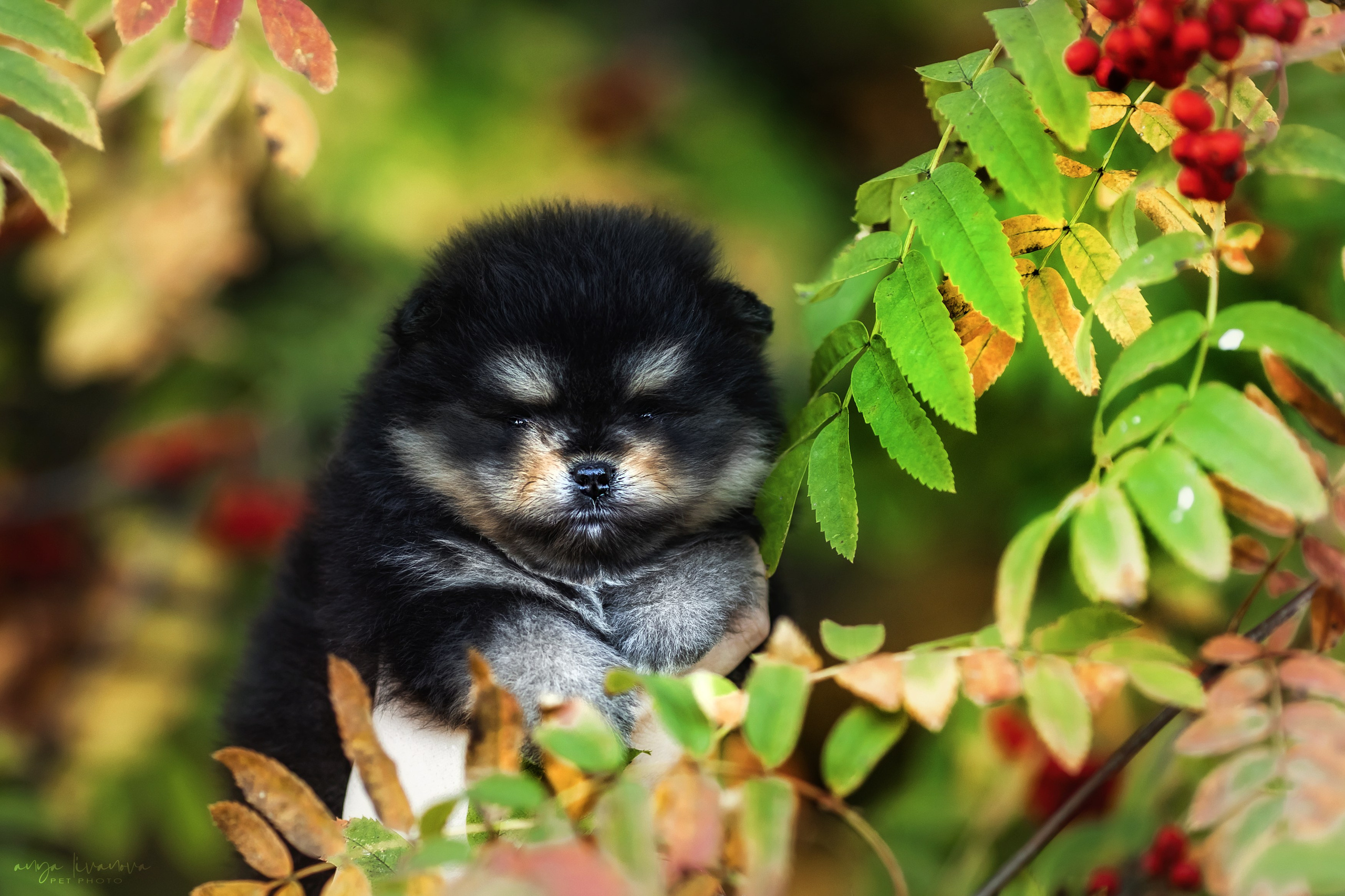 Шпицы. Фотограф анималист Аня Ливанова | Рыбинск