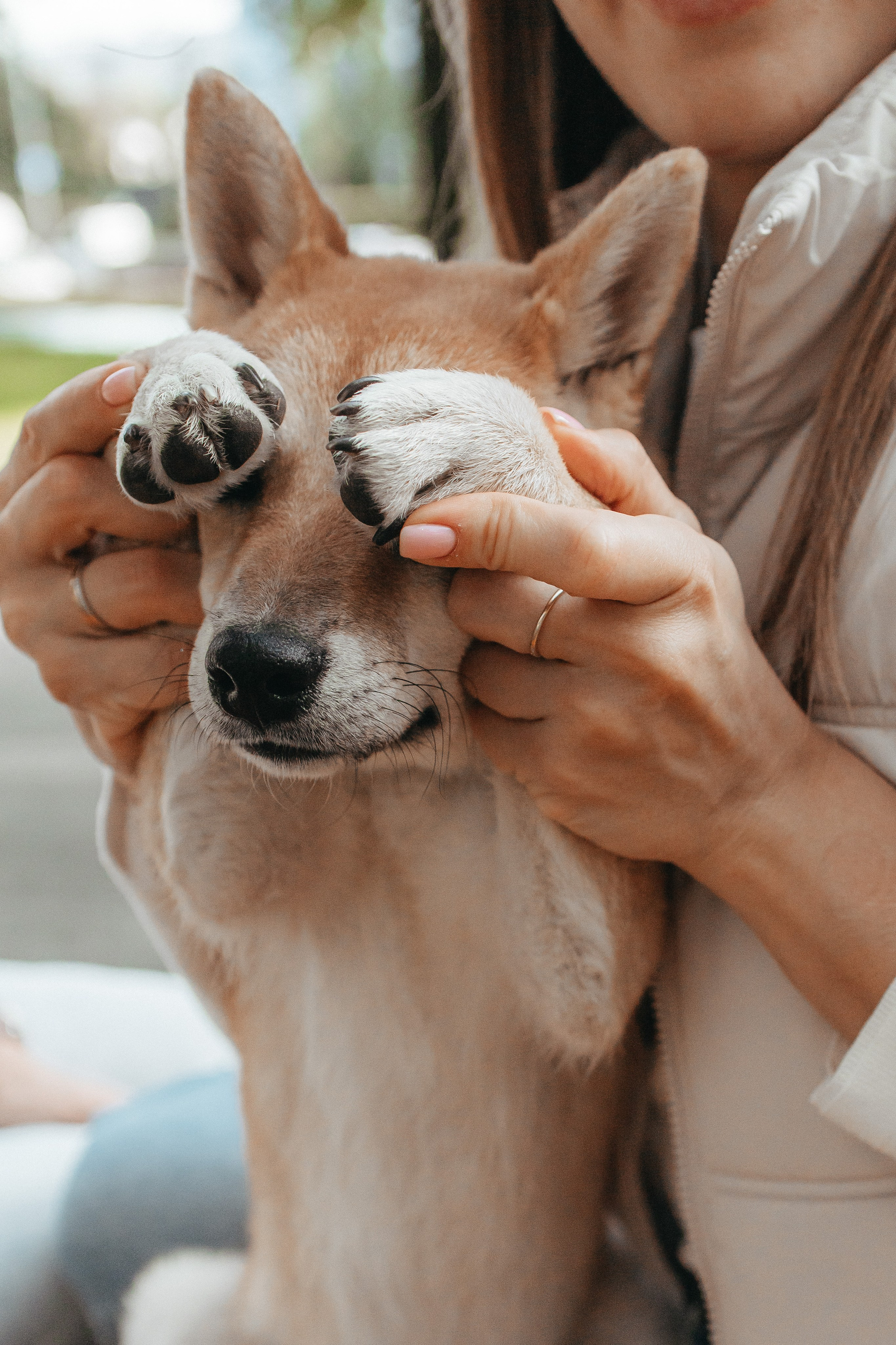 Фотосессия с собакой для Светы, Сергея и их любимчика Апи. Семейный фотограф в Москве, Щелково, Фрязино _ Виктория Степанова