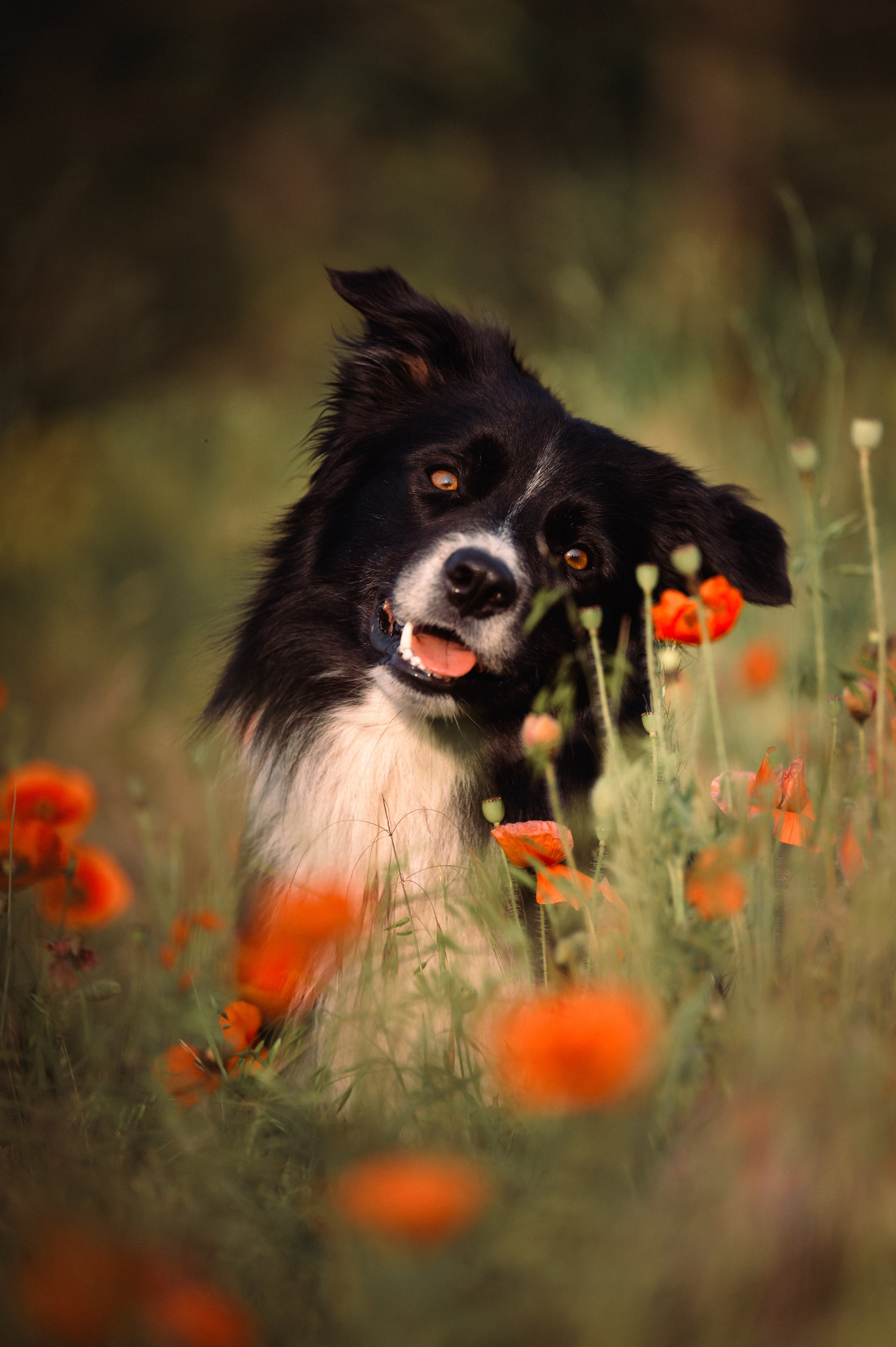 Прогулка на рассвете с бордер-колли. Фотограф в Ростове —на — Дону