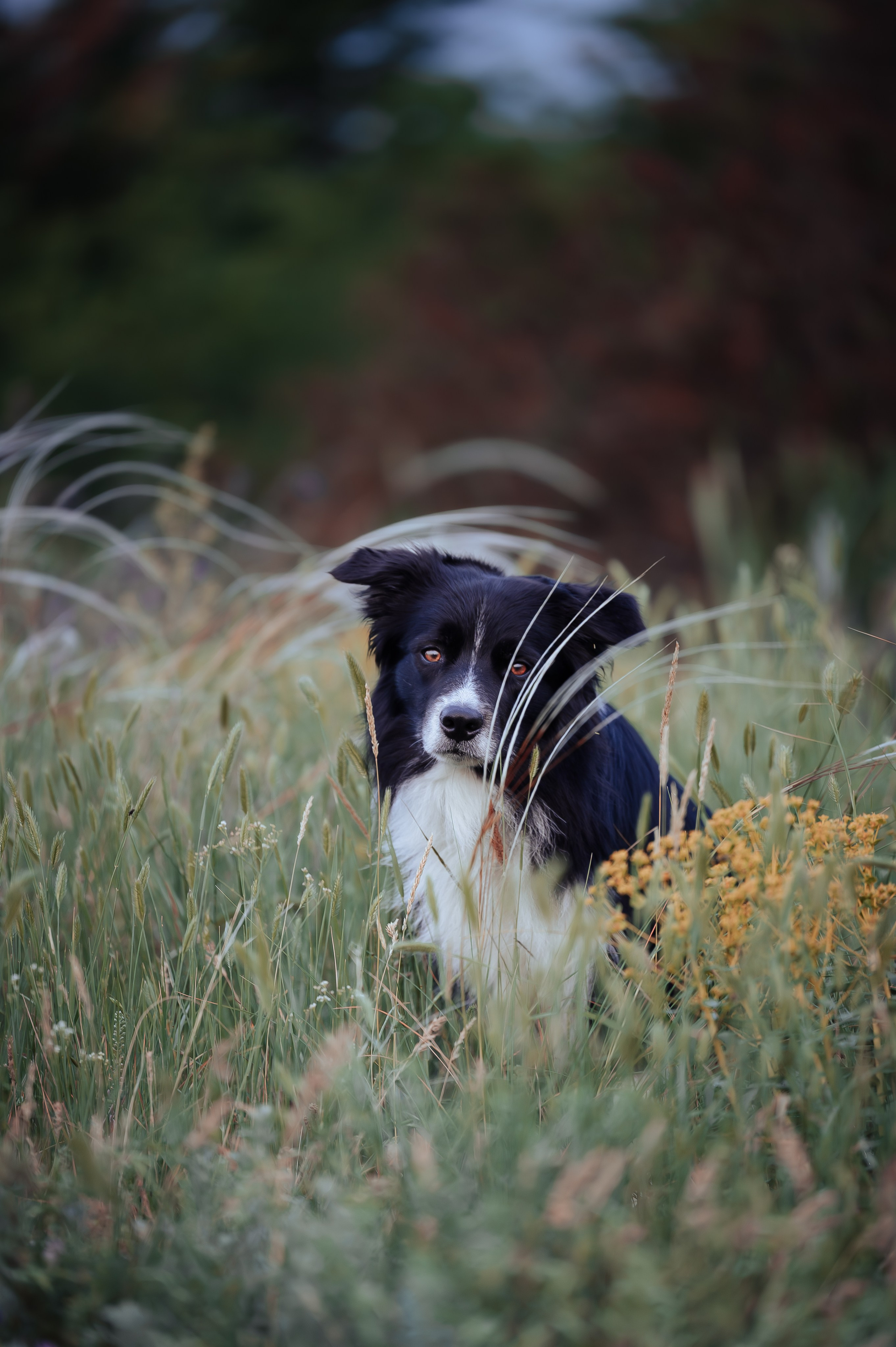 Прогулка на рассвете с бордер-колли. Фотограф в Ростове —на — Дону