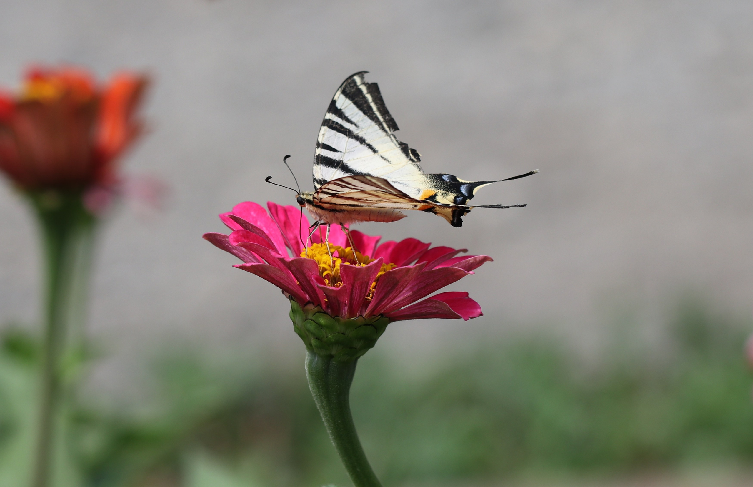 Насекомые юга России. Фото-художник и Репортажный фотограф Николаев Александр Алексеевич