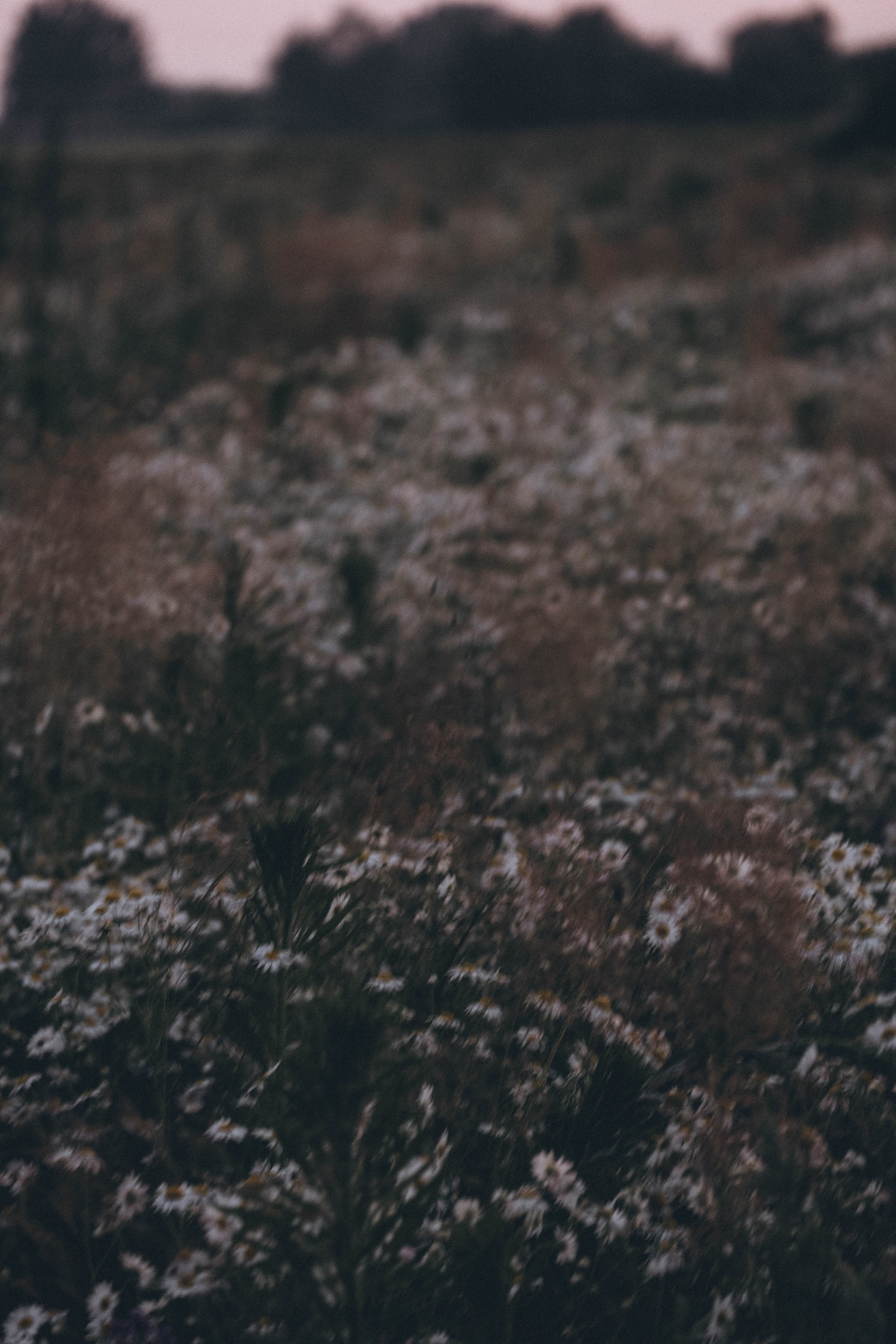 Ромашковое поле. Профессиональный фотограф, Санкт-Петербург — Виктория Богомолова