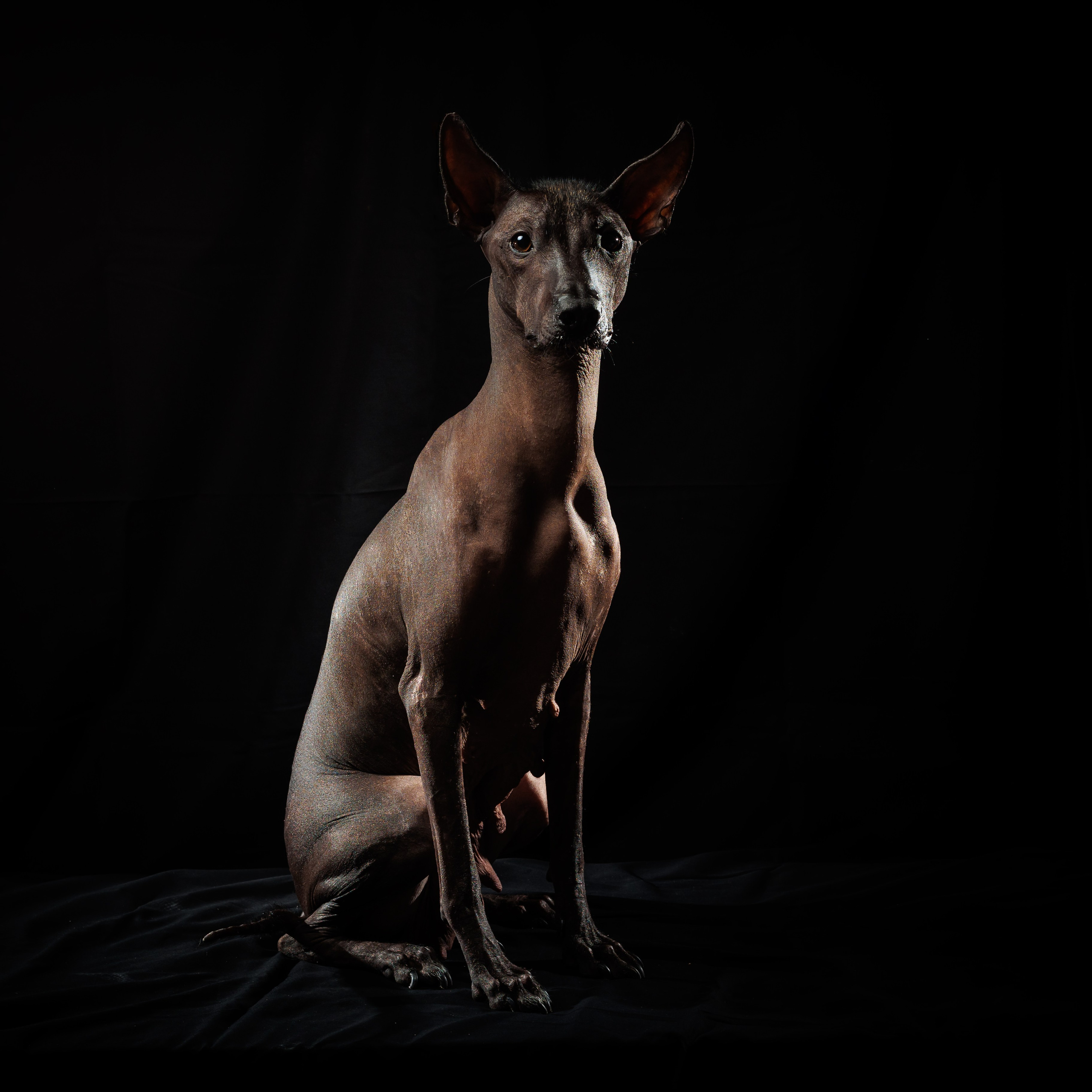 Фотосессия Фараоновой (Египетской) собаки. Свадебный и репортажный фотограф в Москве и Московской области