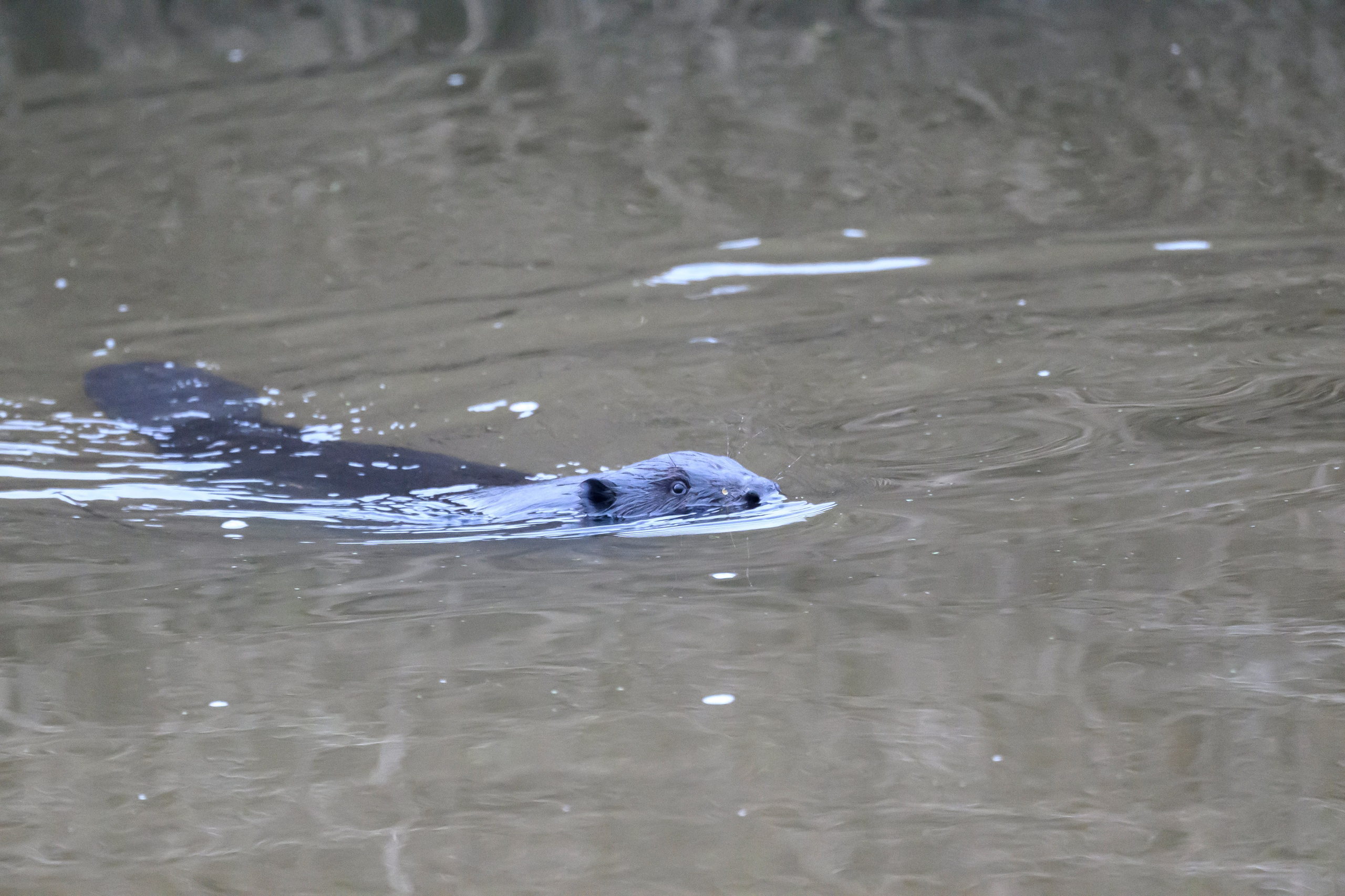 Вяхири и бобренок. Фотограф Сергей Пупонин