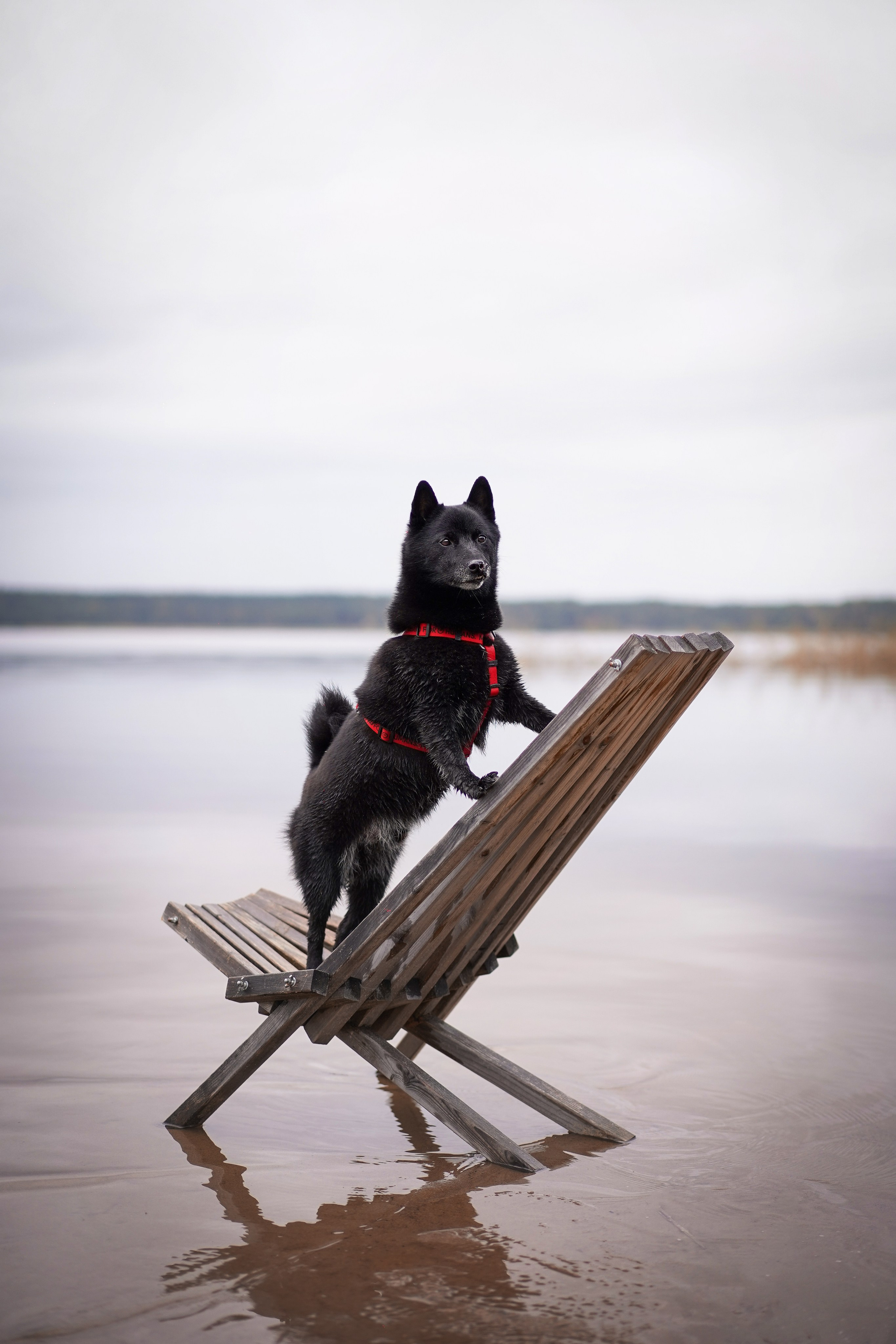 Аня Мишель Арчи и Майкл. Фотограф-анималист в Санкт-Петербурге Яна Мартынова