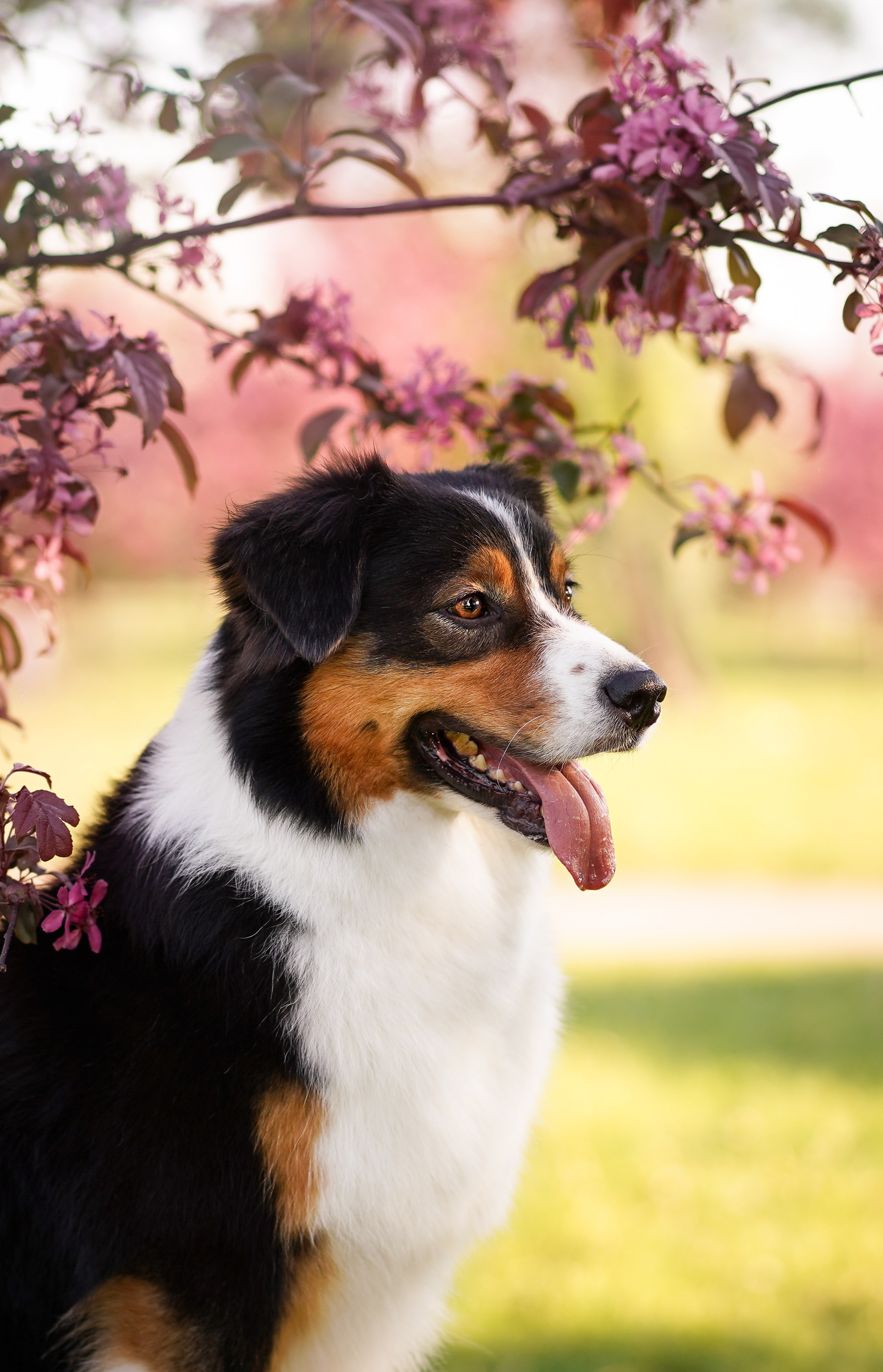 Аусси в Яблоневом саду. Фотограф-анималист в Санкт-Петербурге Яна Мартынова