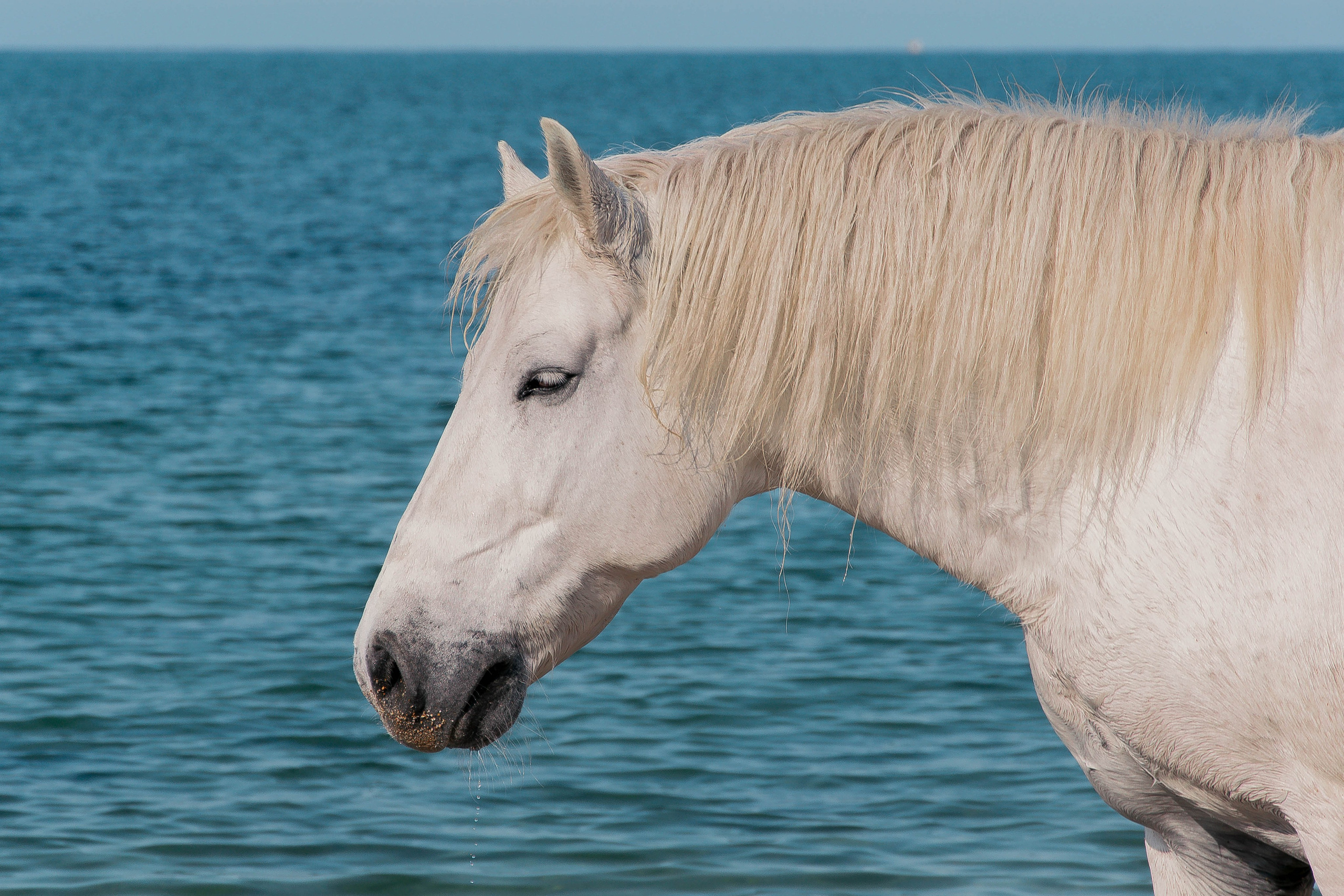 Миф и Фунтик. Фотограф в Севастополе