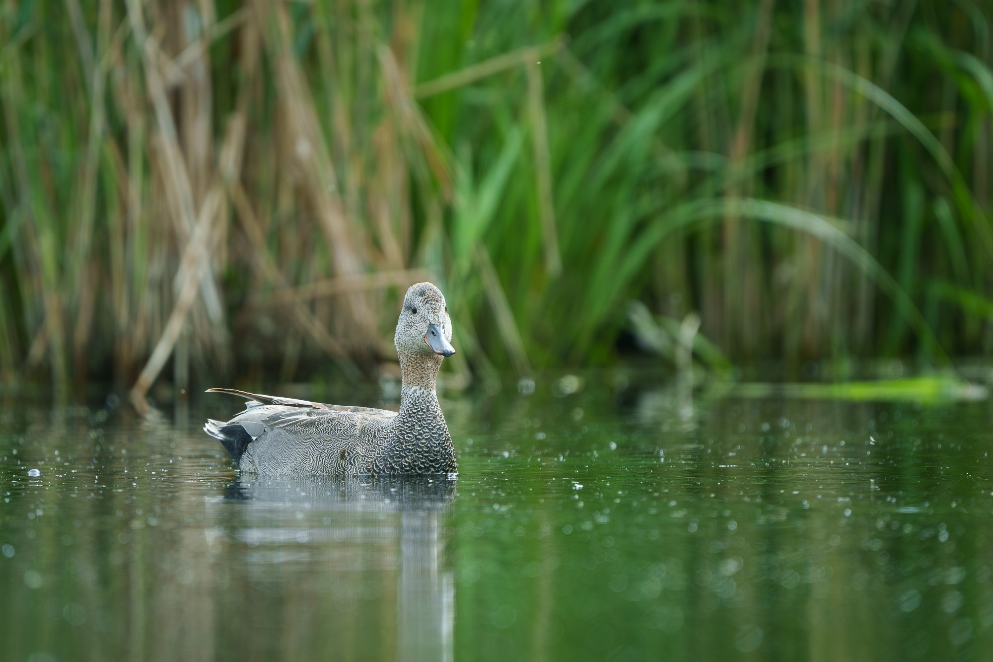 Удивительные мир птиц. Вокруг нас столько прекрасного — присмотритесь!. Ваш личный фотограф Марина Волкова