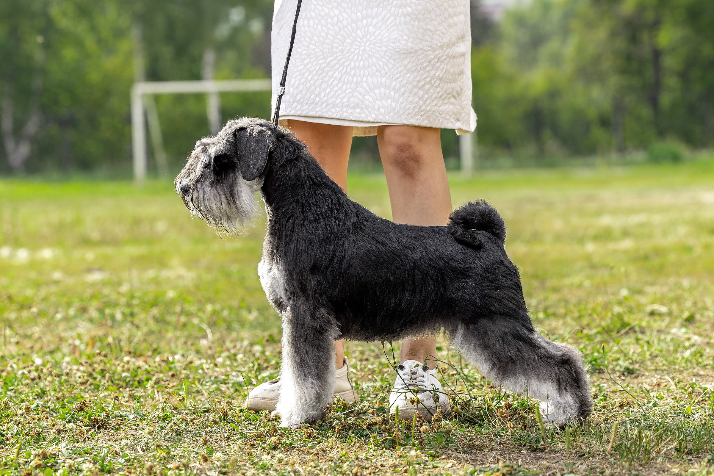 2–3 августа 2025, Выставка РКФ, г. Пермь. Htykk_photo