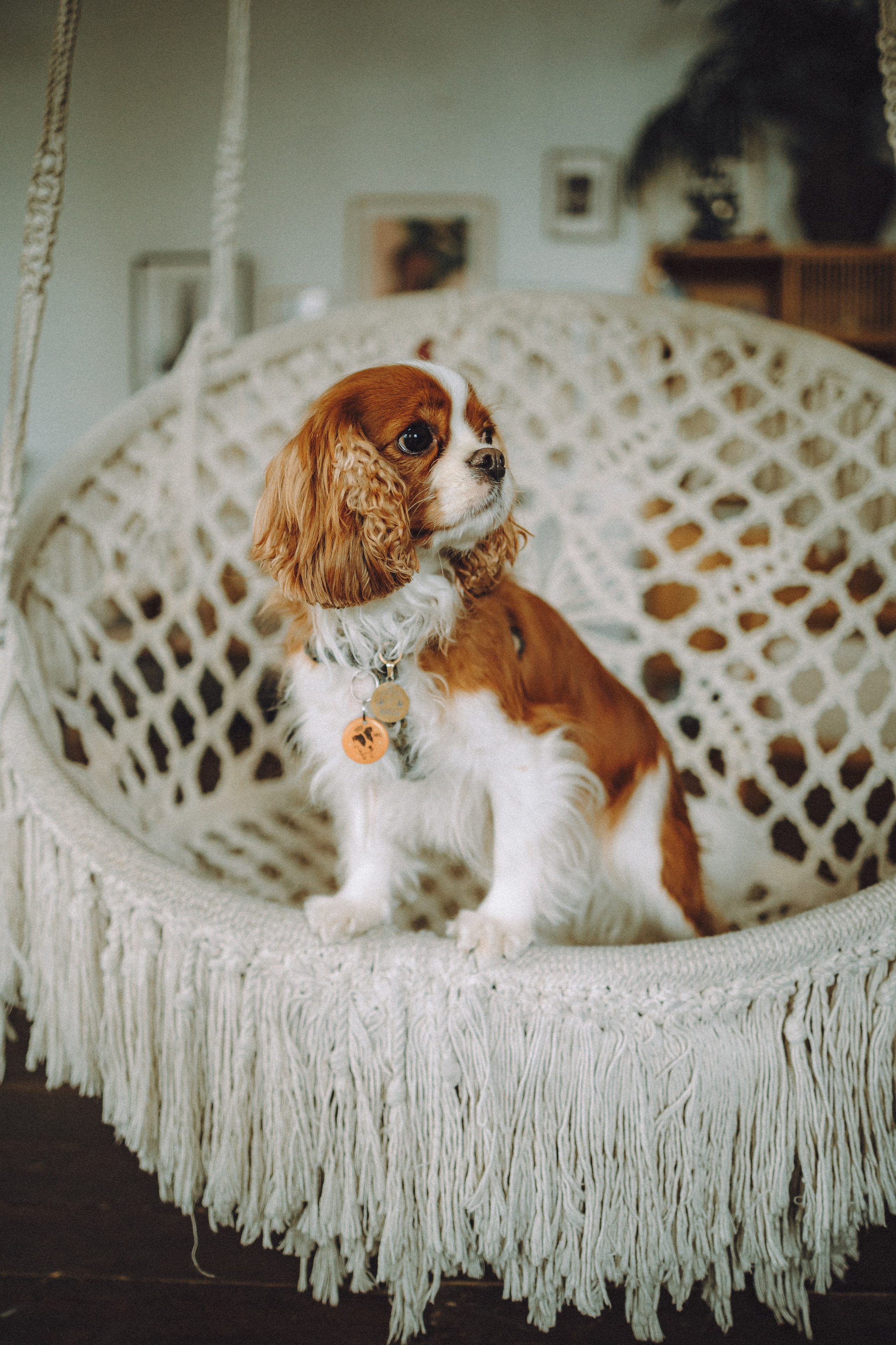 Валя, Вася, Аня и Ириска