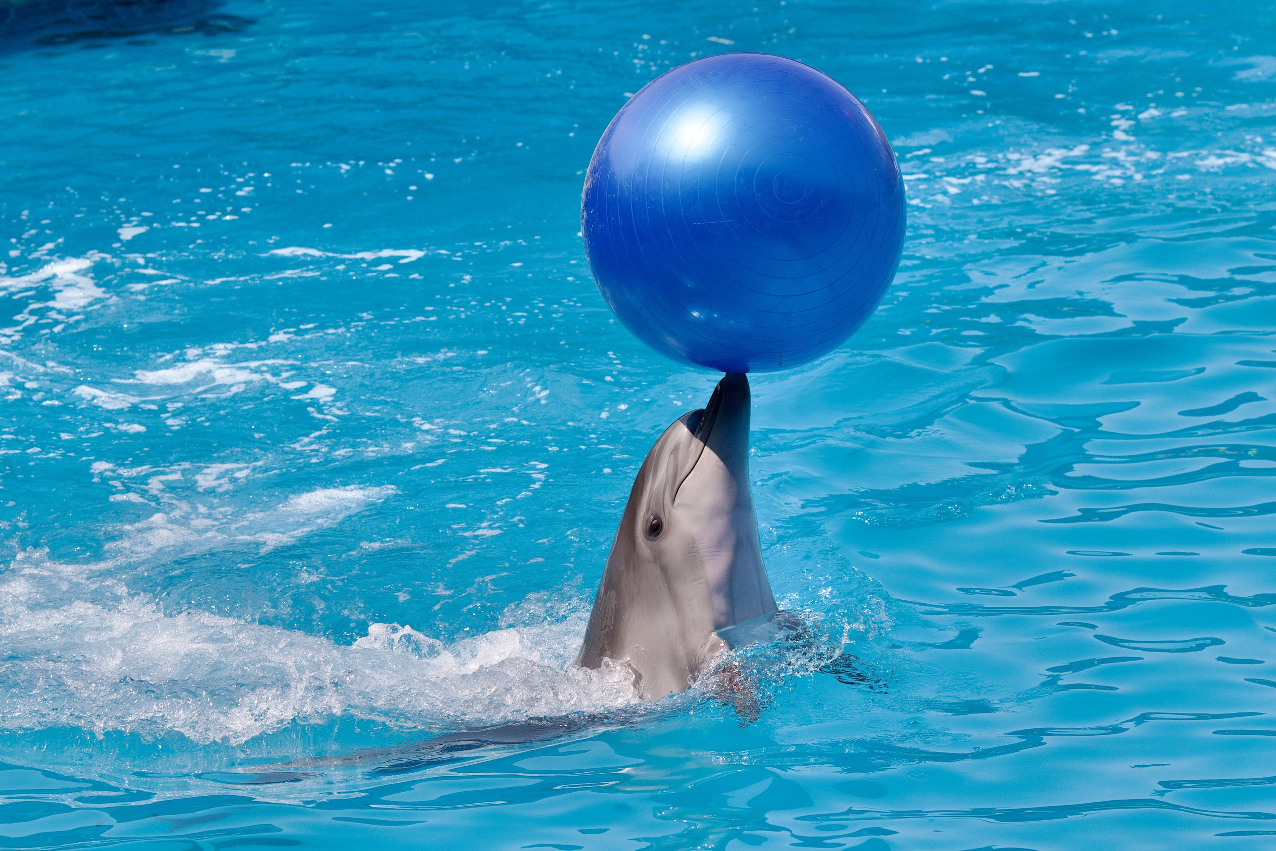 Школьные выпускные альбомы в Москве Марина Николаева