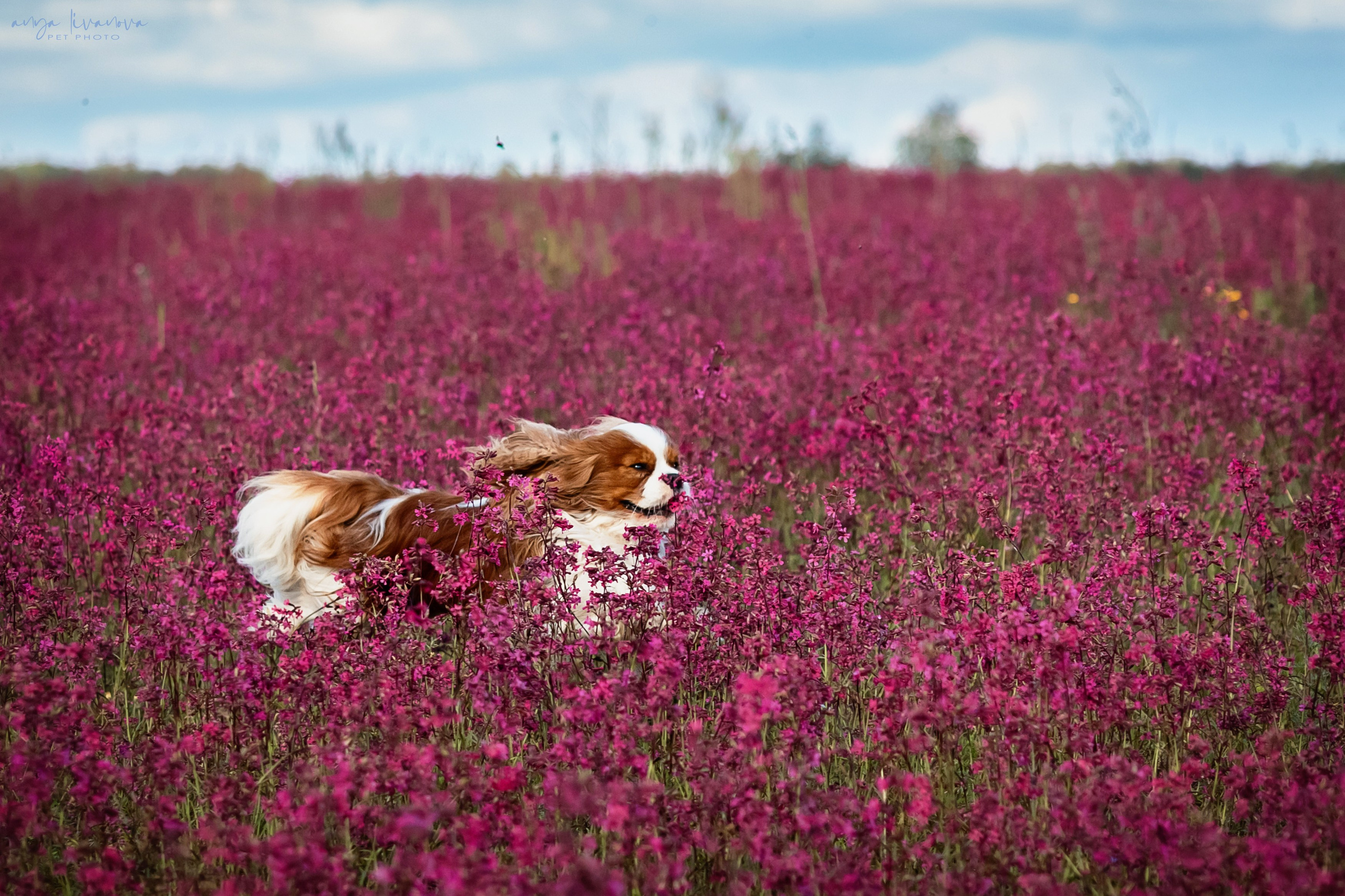 Смолка клейкая. Фотограф анималист Аня Ливанова | Рыбинск