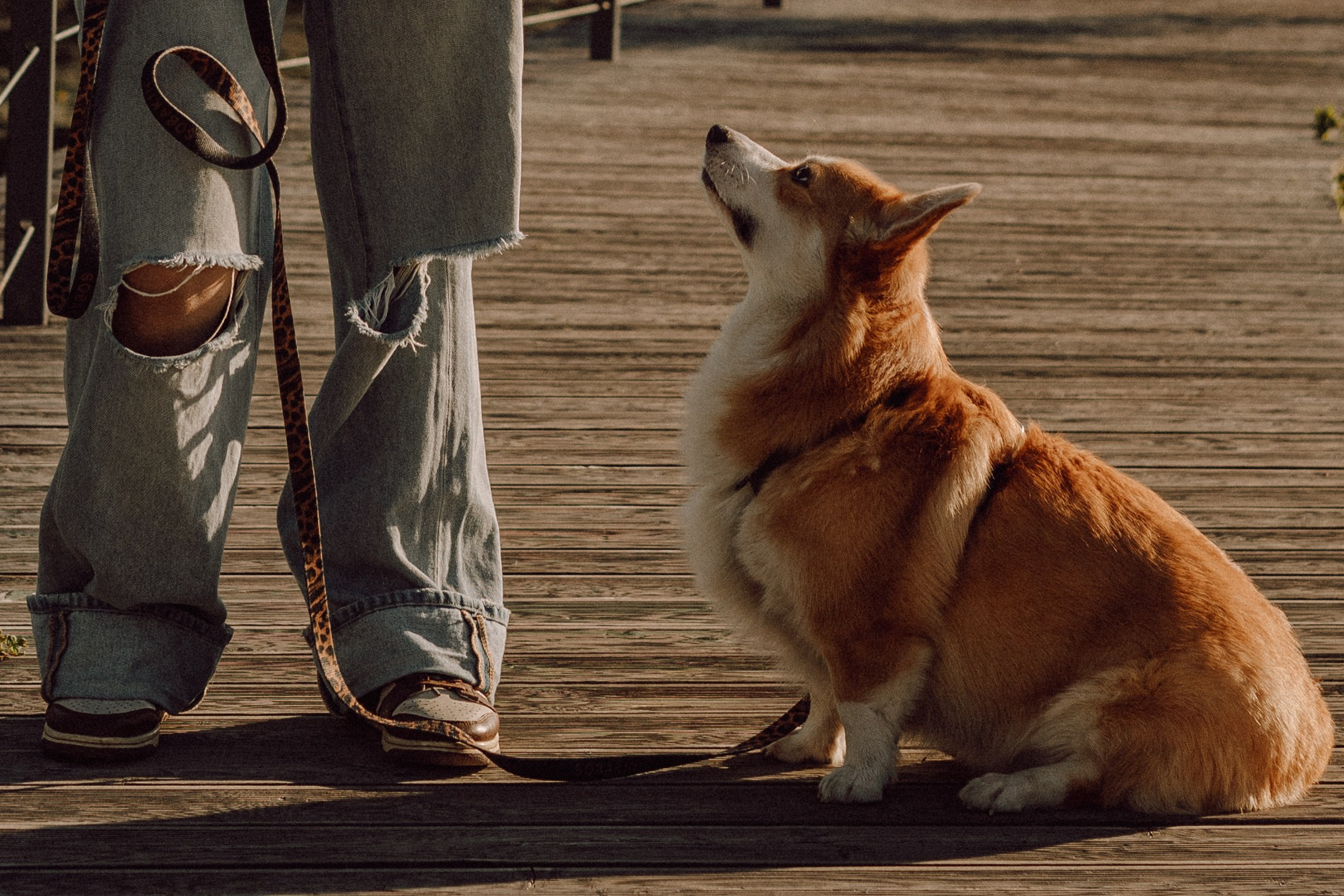 Мари & Йосик. Фотограф — анималист •love-story•|Санкт-Петербург