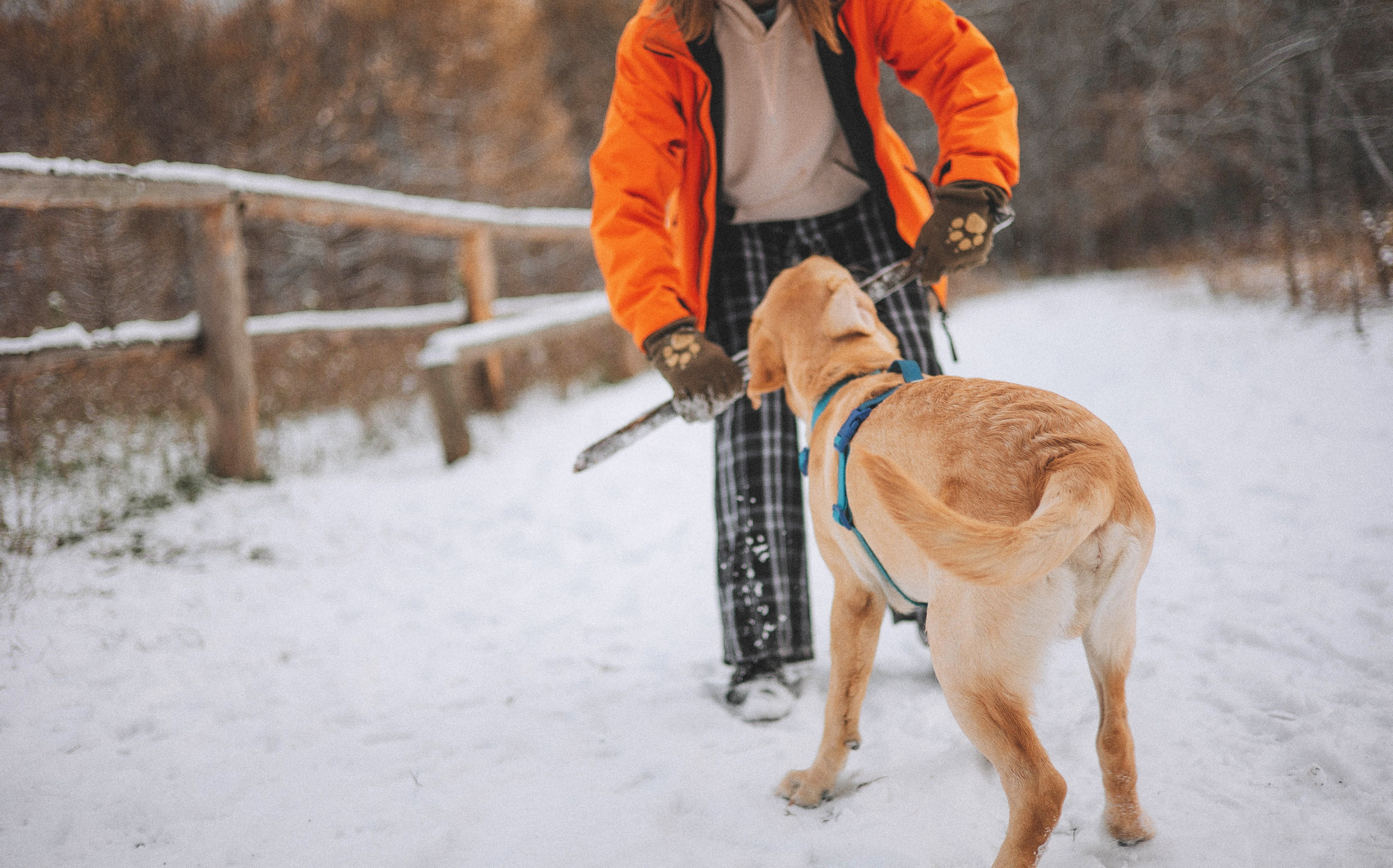 Маргарита и Варди. Фотограф-анималист Богданова Полина