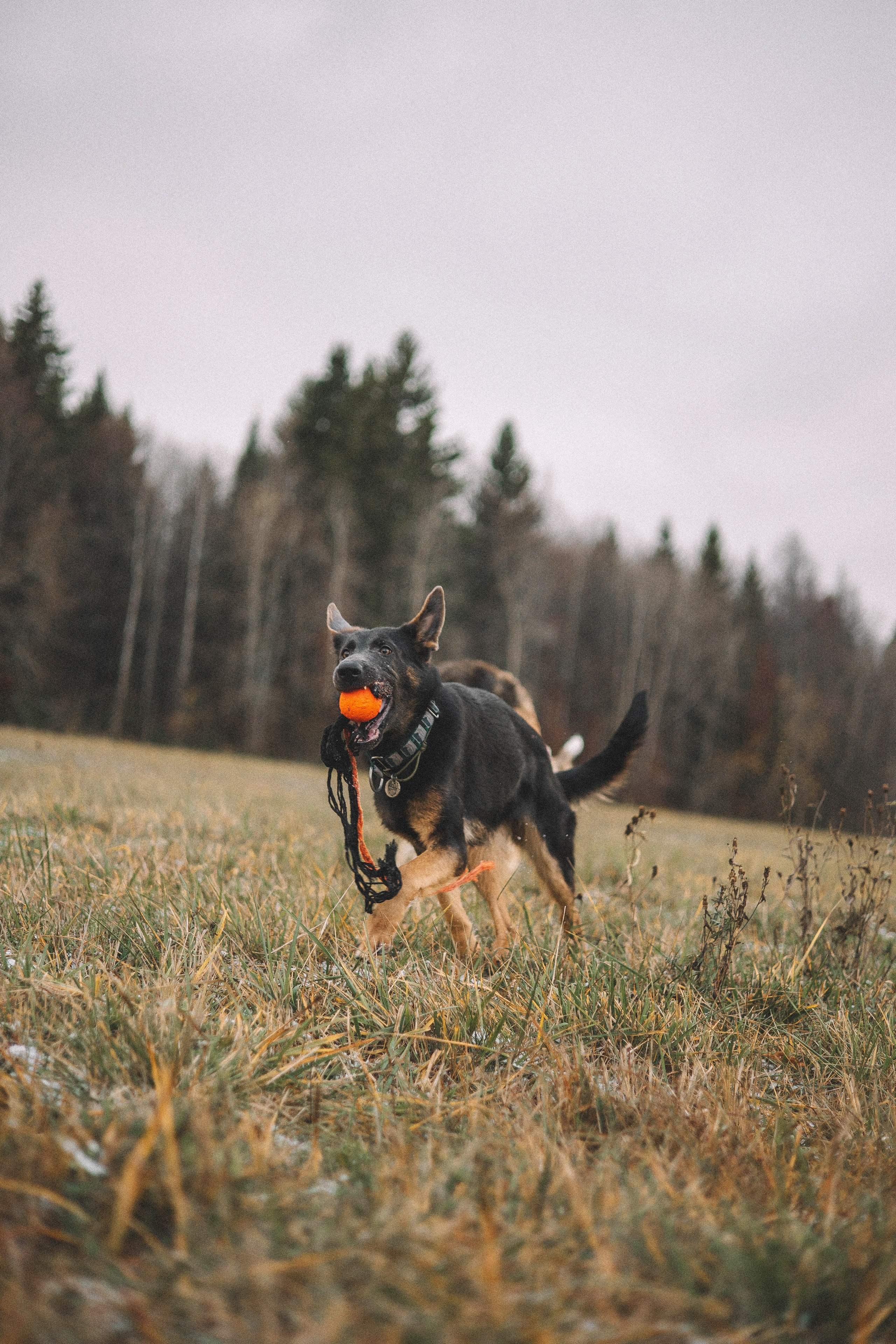 Алена, Леви и Микаса. Фотограф-анималист Богданова Полина