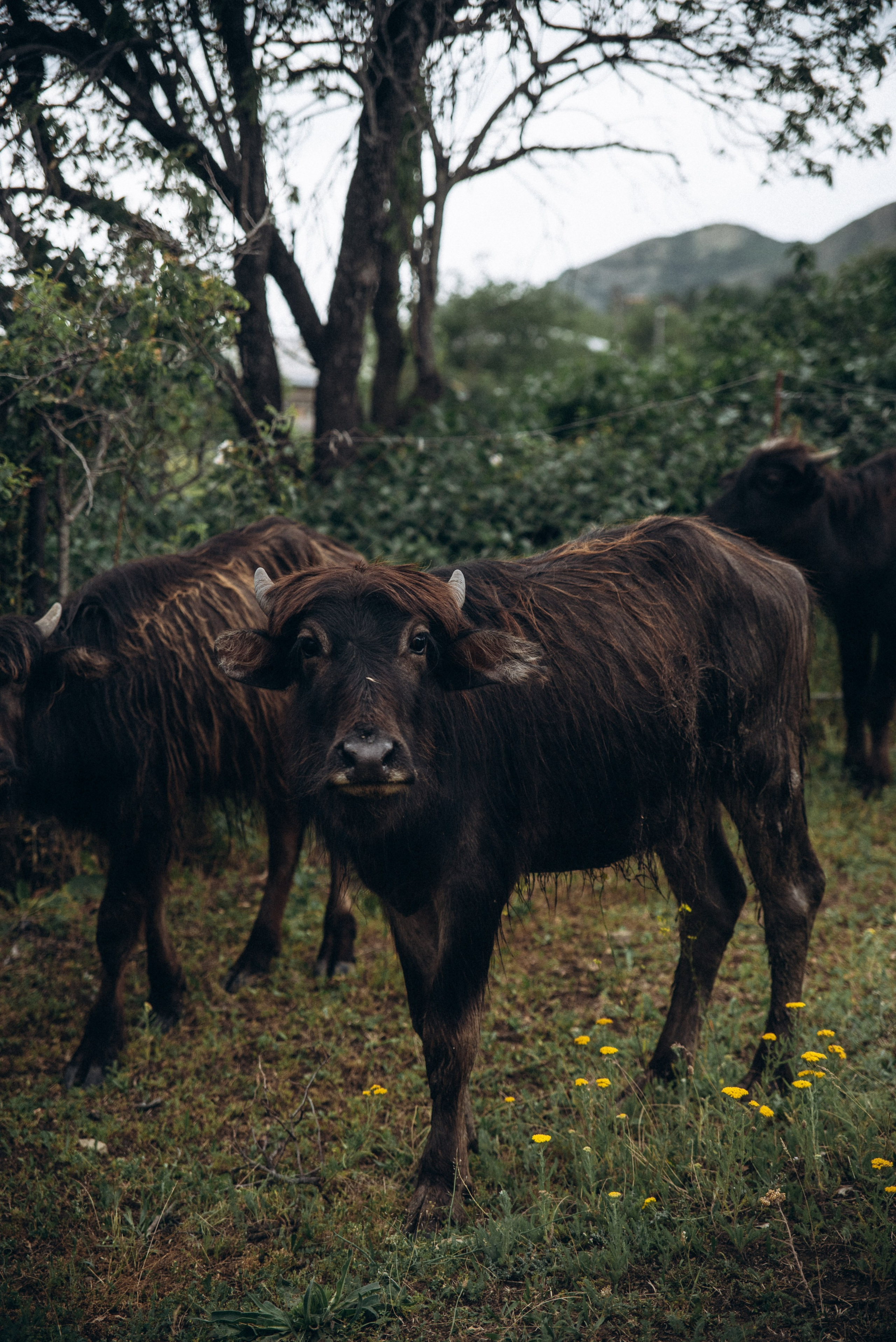 Коджори, Грузия 🇬🇪 «Honey Trip». Anita_photo